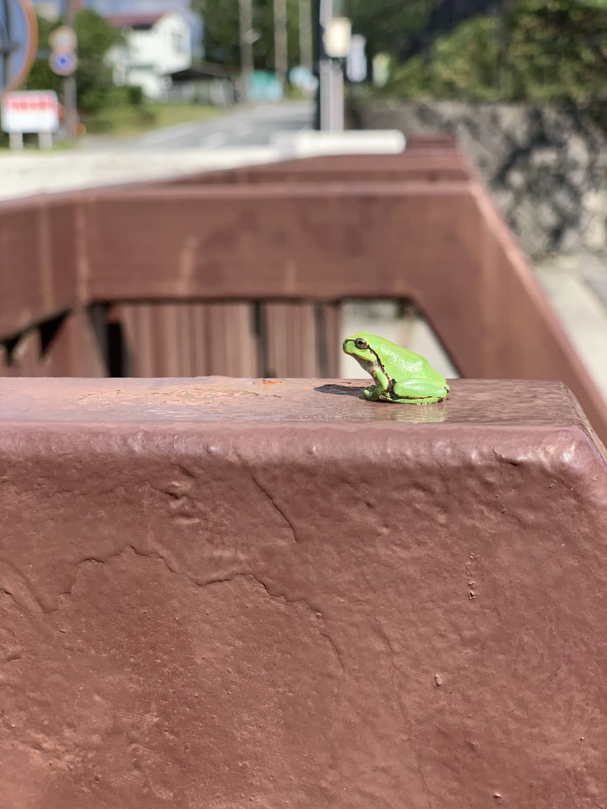 御殿場ファイターズ 野球 御殿場西高等学校 画像 31