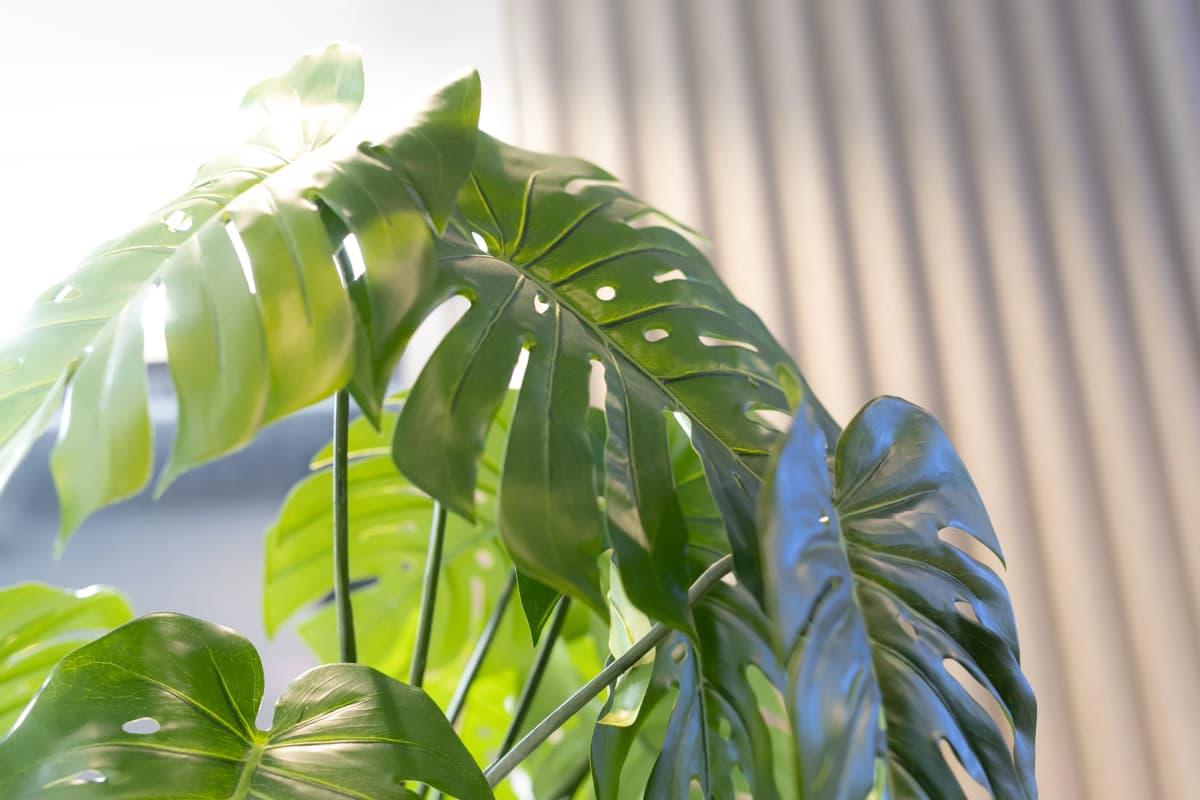 スプラウト ダンス 関テレ前店 画像 87