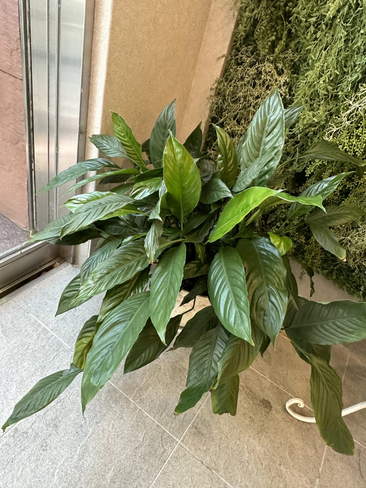 前田ダンスカンパニー&panico. 楠葉教室のサムネイル画像 4