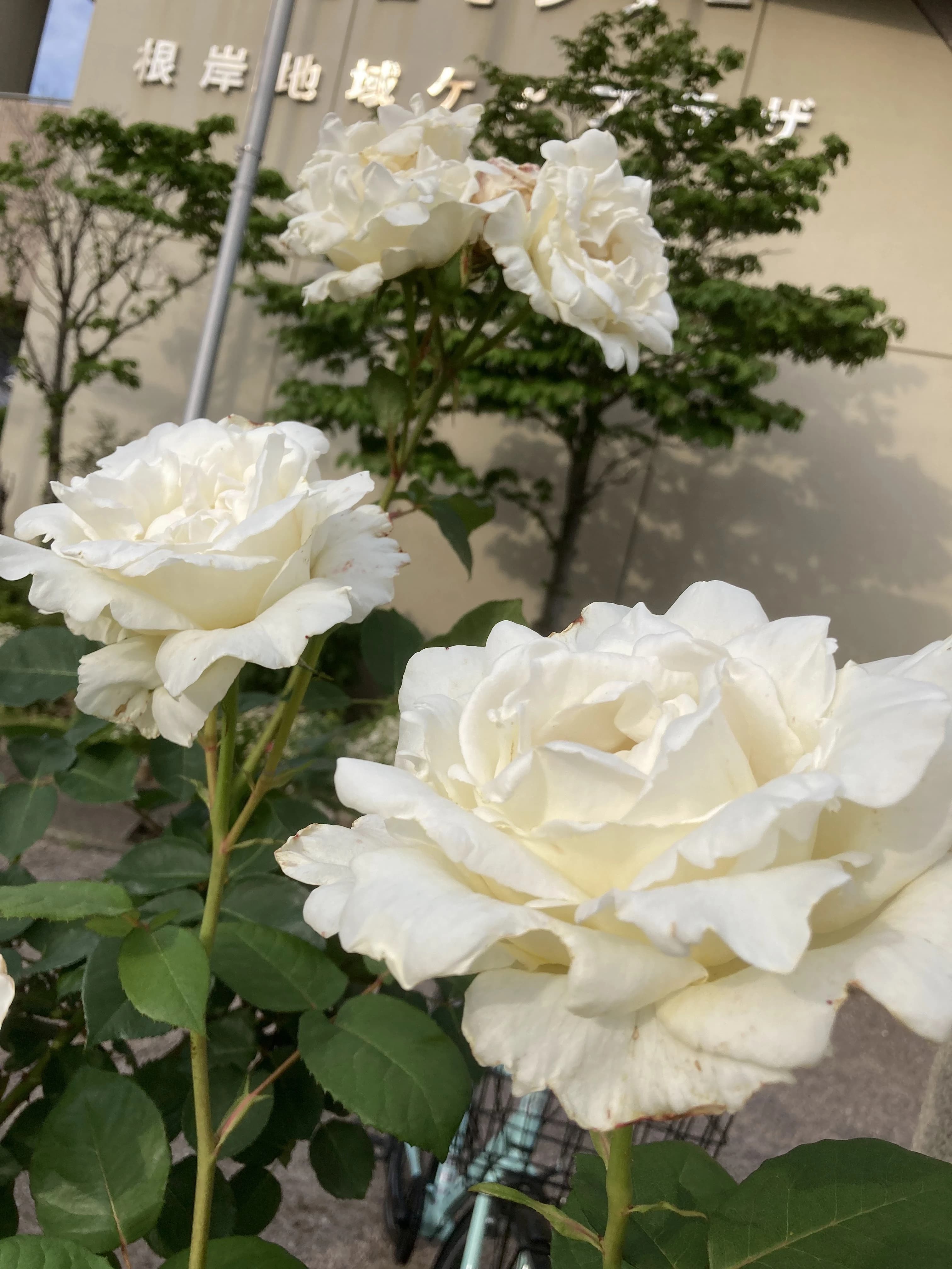 夢心会 剣道 根岸地区センター体育室のサムネイル画像 3