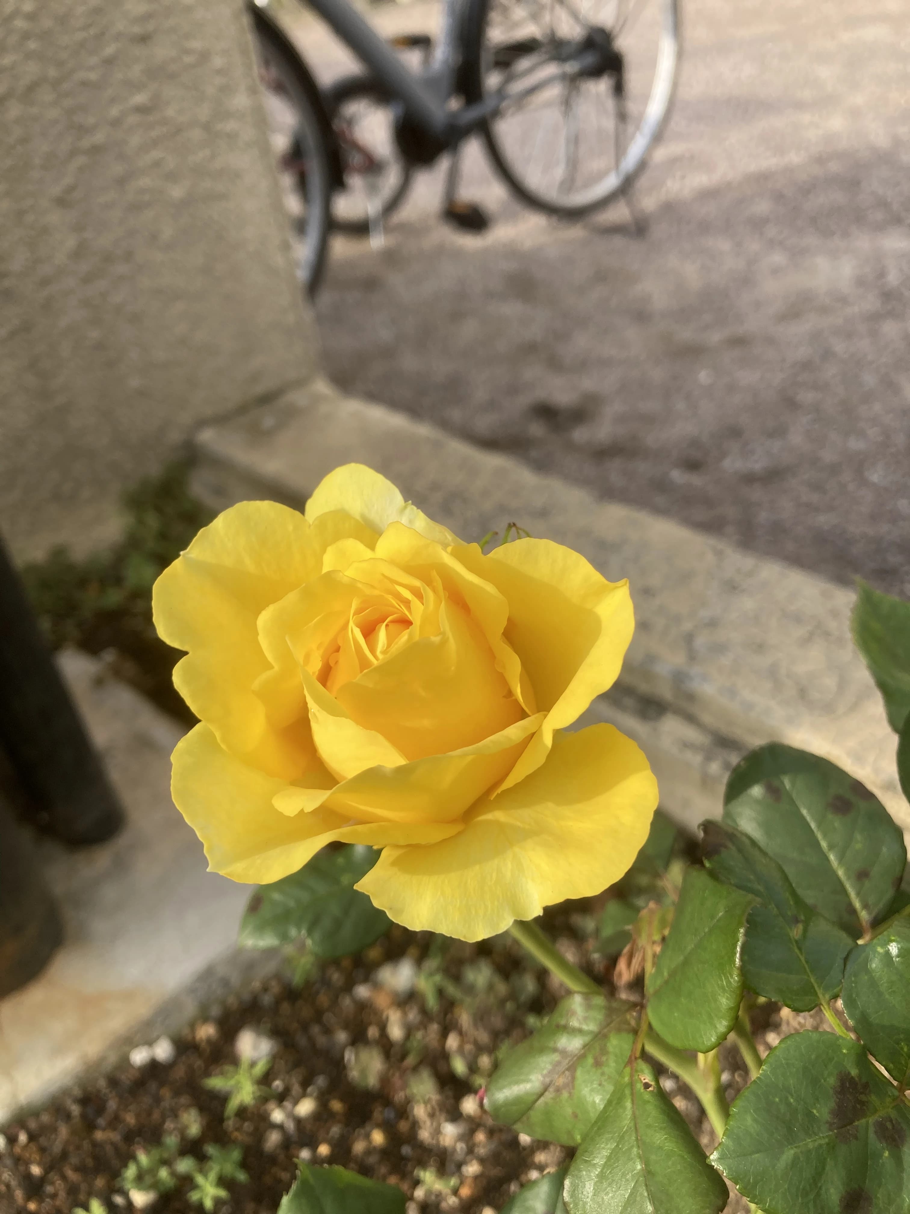 夢心会 剣道 根岸地区センター体育室のサムネイル画像 5