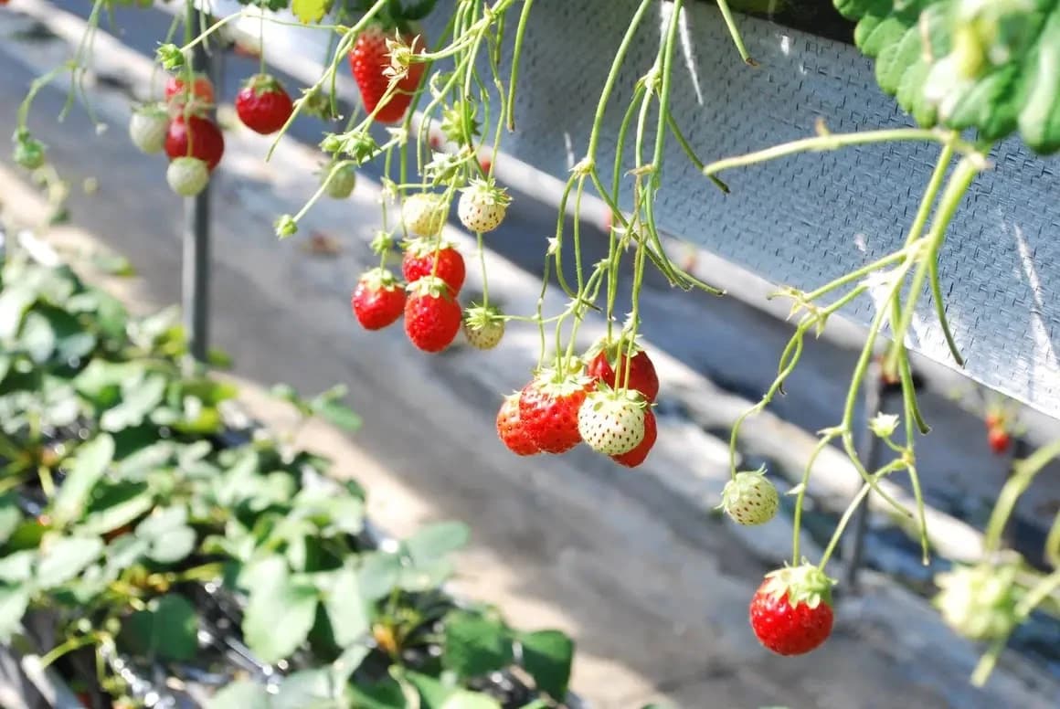 JC(ジュニアクラブ) 運動・体操・陸上 千種教室 画像 19