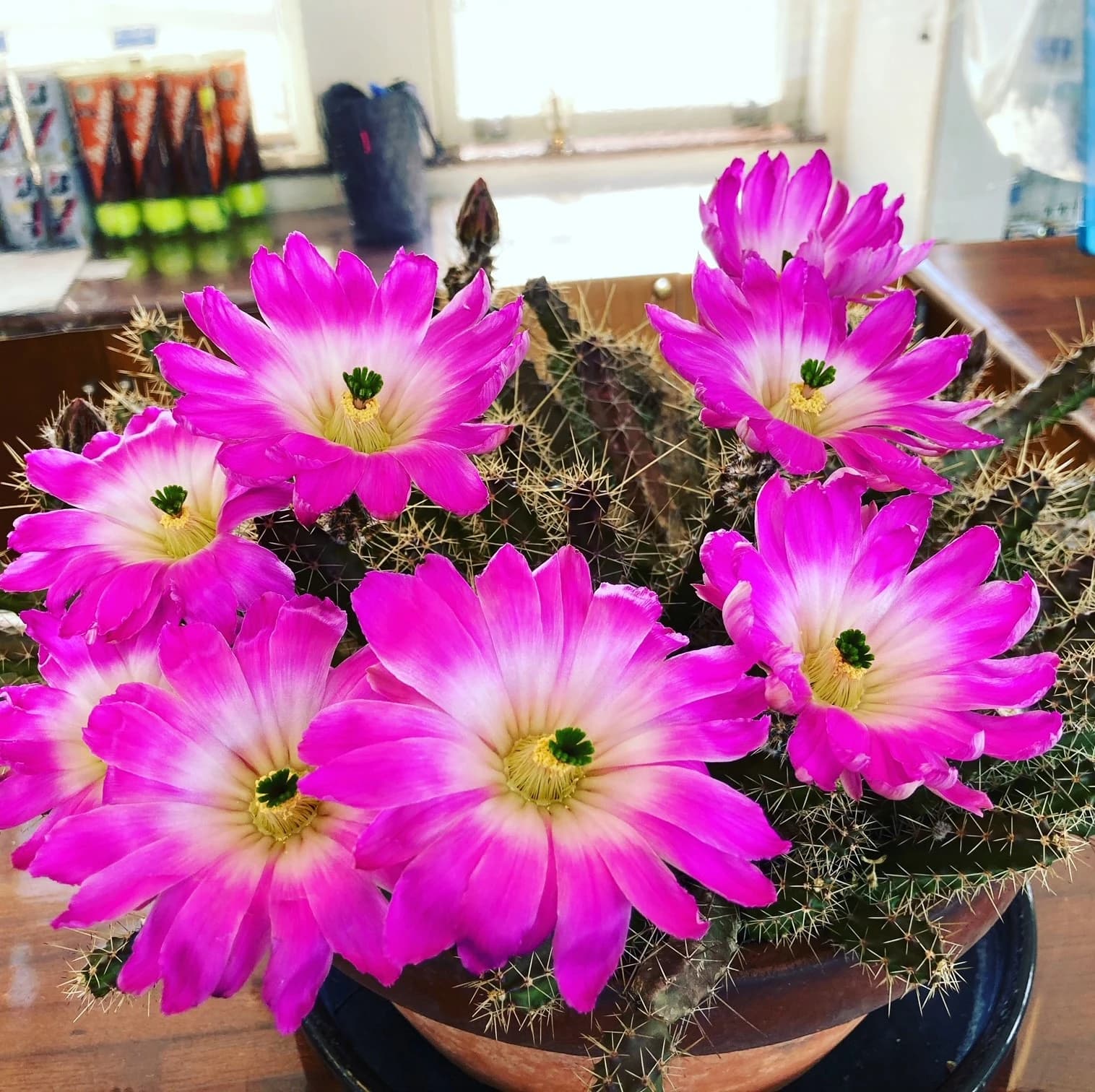 テニスユニバース 国立グリーンヒルユニバーサルテニススクールのサムネイル画像 3