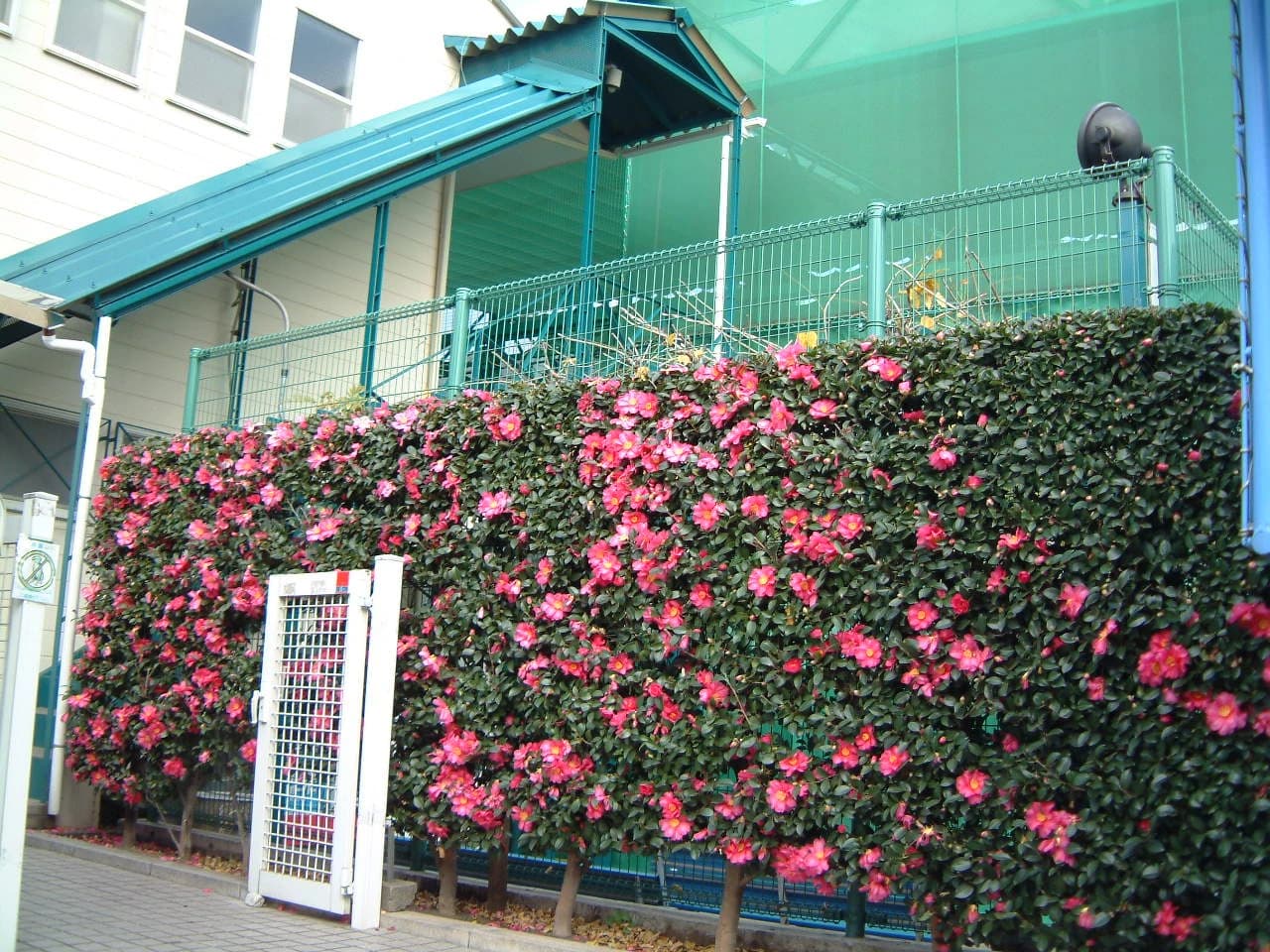 テニスユニバース 国立グリーンヒルユニバーサルテニススクールのサムネイル画像 5