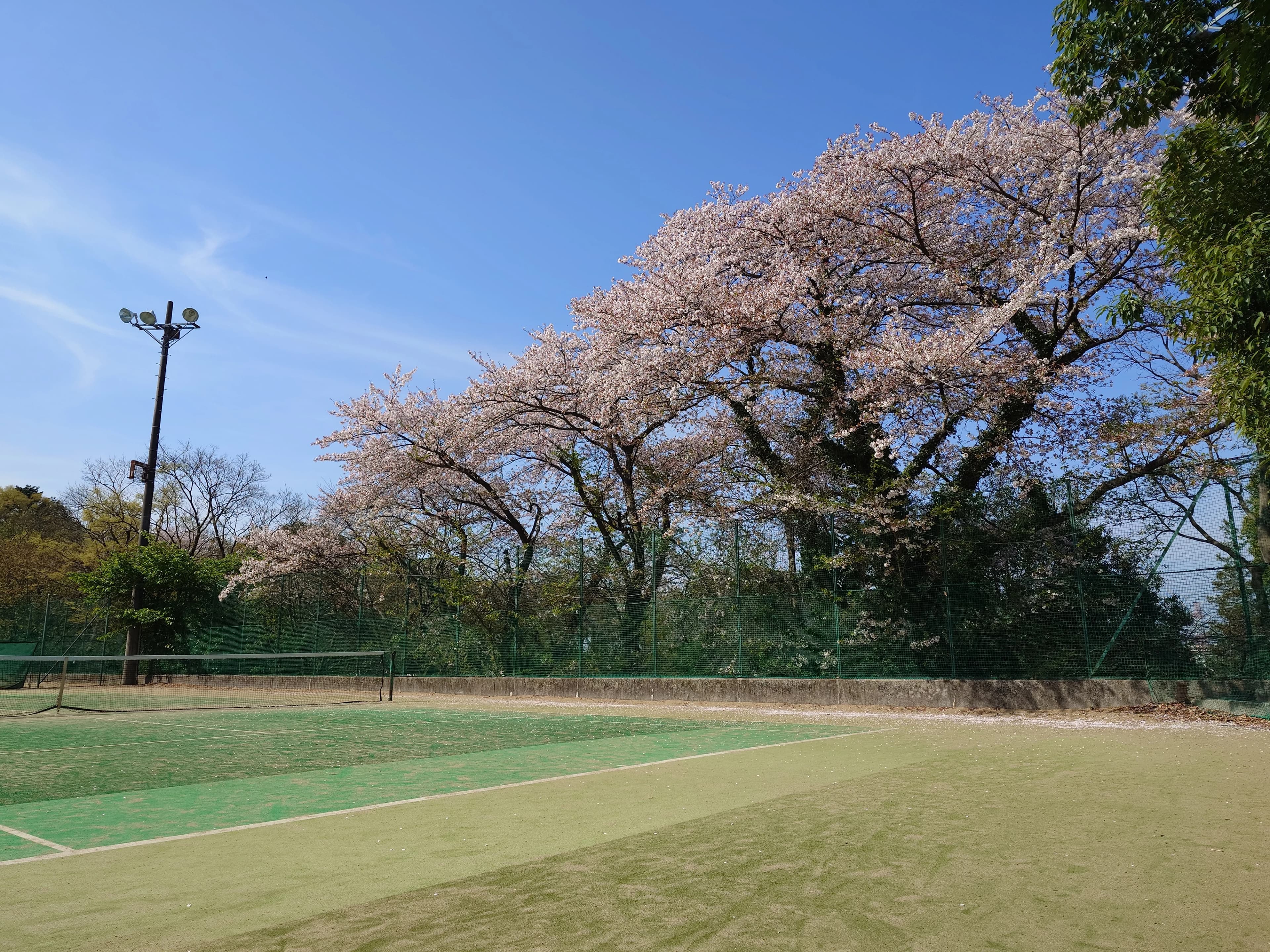 都岡テニスガーデン 本校のサムネイル画像 5