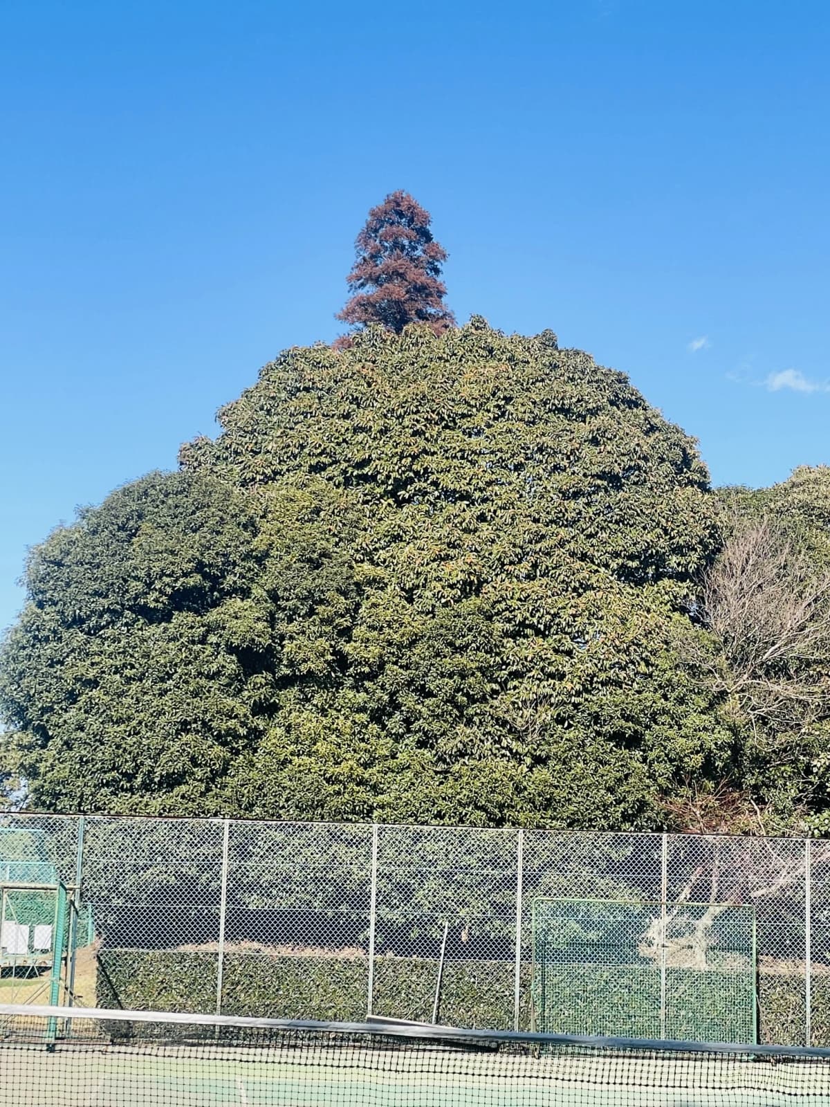 スポーツクラブ ルネサンス テニス 鷹之台テニスクラブ 画像 14