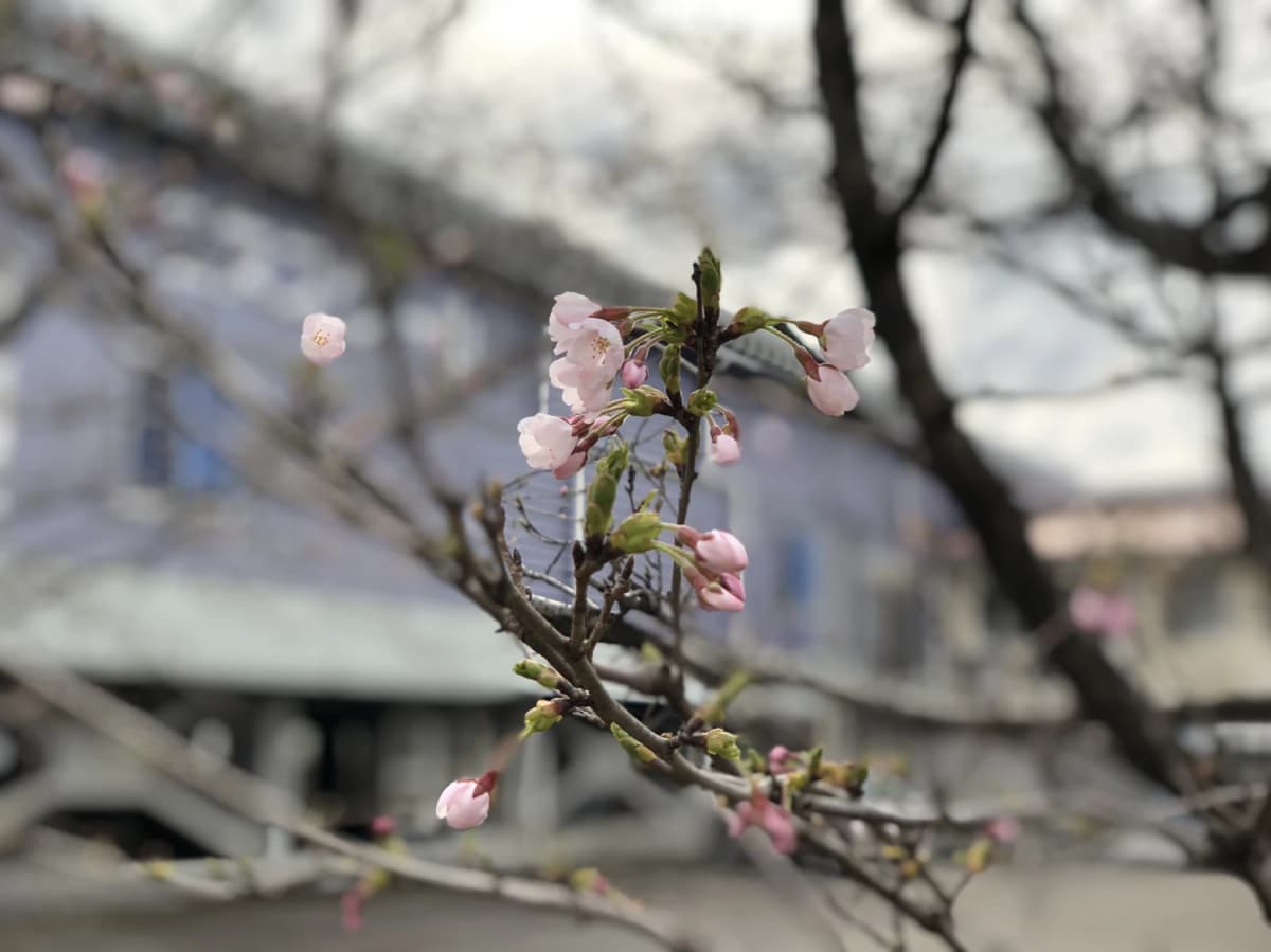 長岡インドアさくらテニスガーデン 高瀬町教室 画像 41