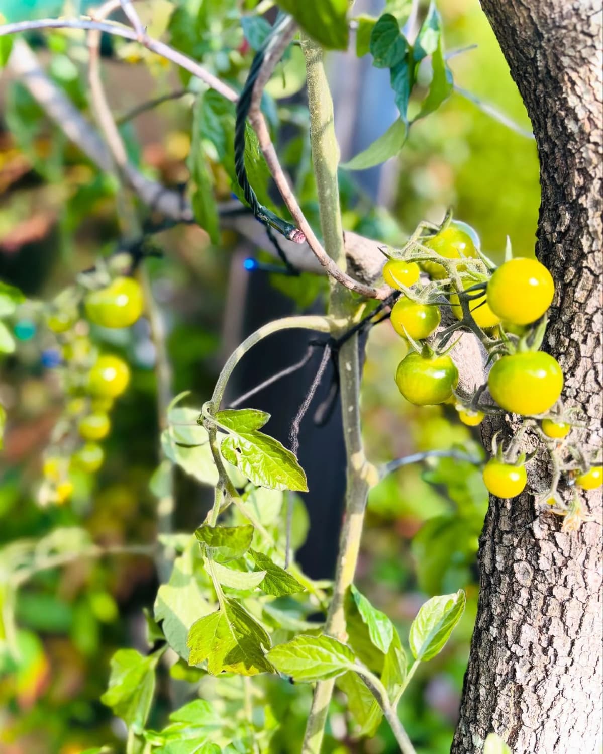 テニスZONE戸坂 戸坂数甲教室 画像 48