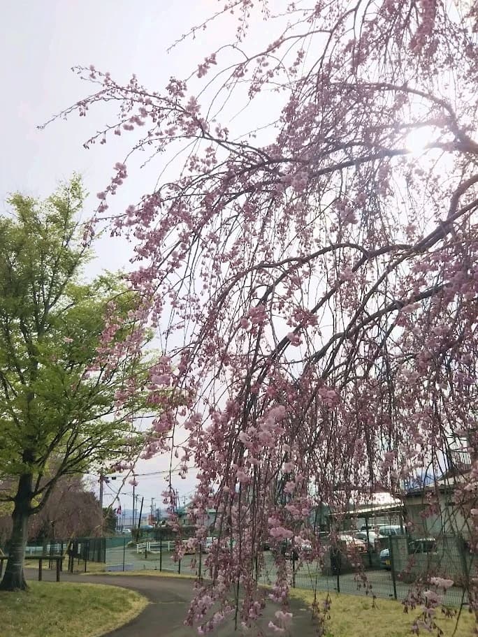 WINDS盛岡 バレーボール ふれあいランド岩手のメイン画像