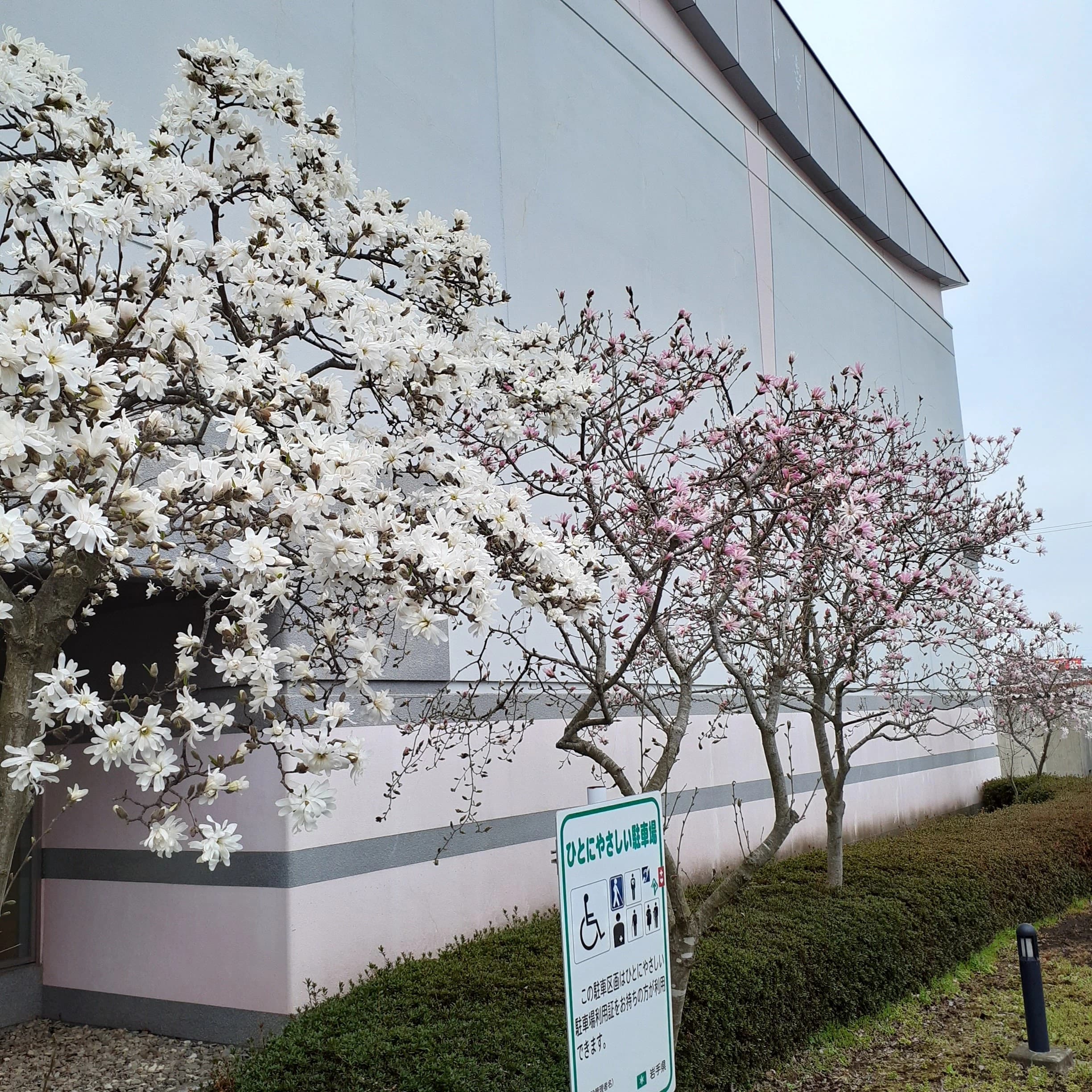 WINDS盛岡 バレーボール ふれあいランド岩手 画像 22