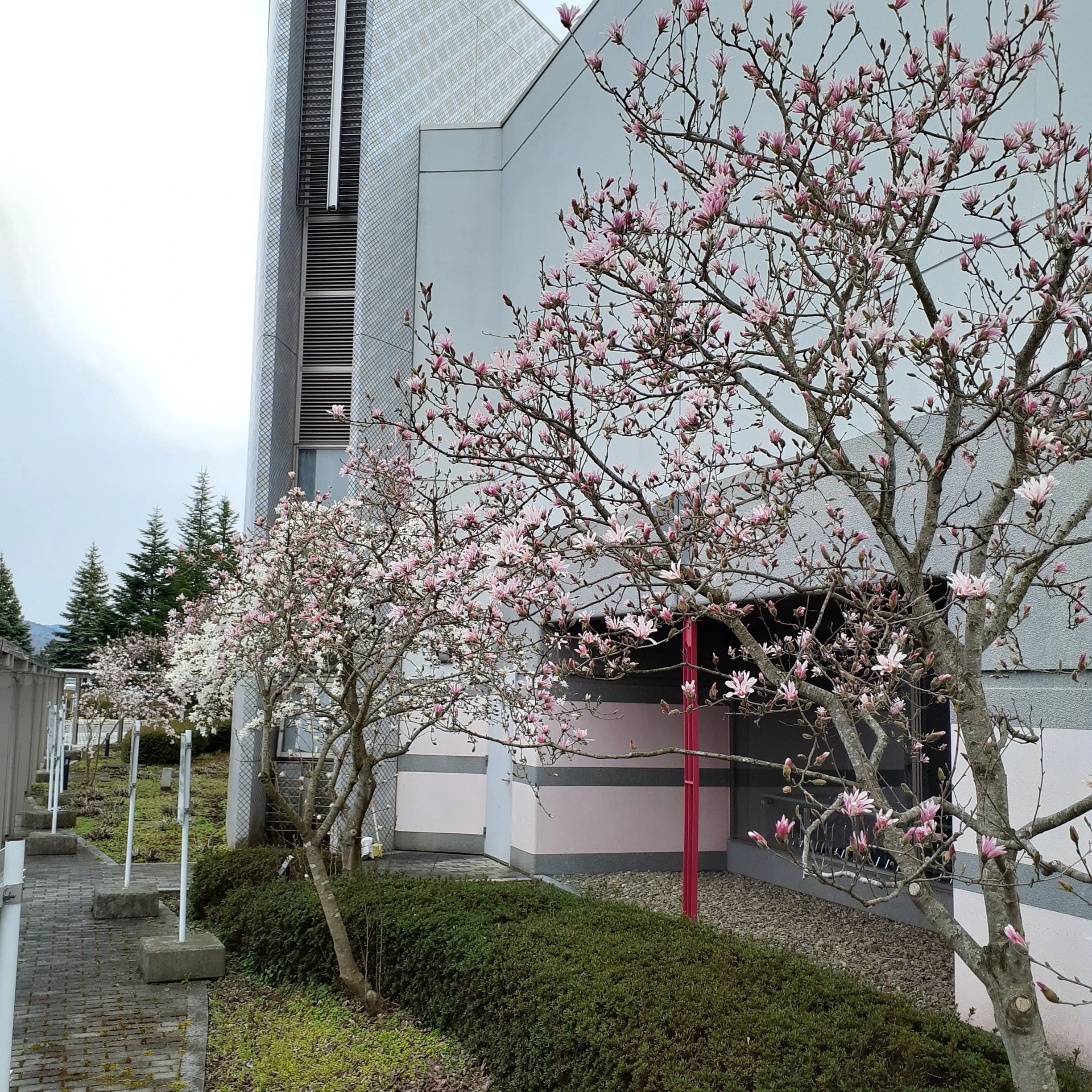 WINDS盛岡 バレーボール ふれあいランド岩手 画像 34