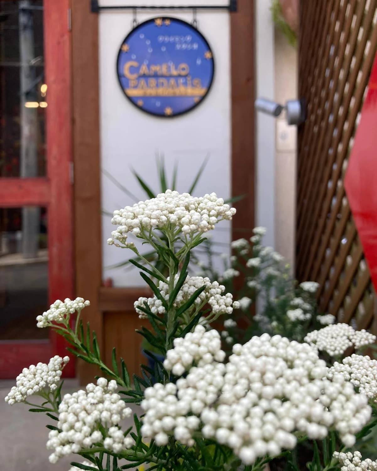 カメロパルダリス ボルダリング 東町教室 画像 18