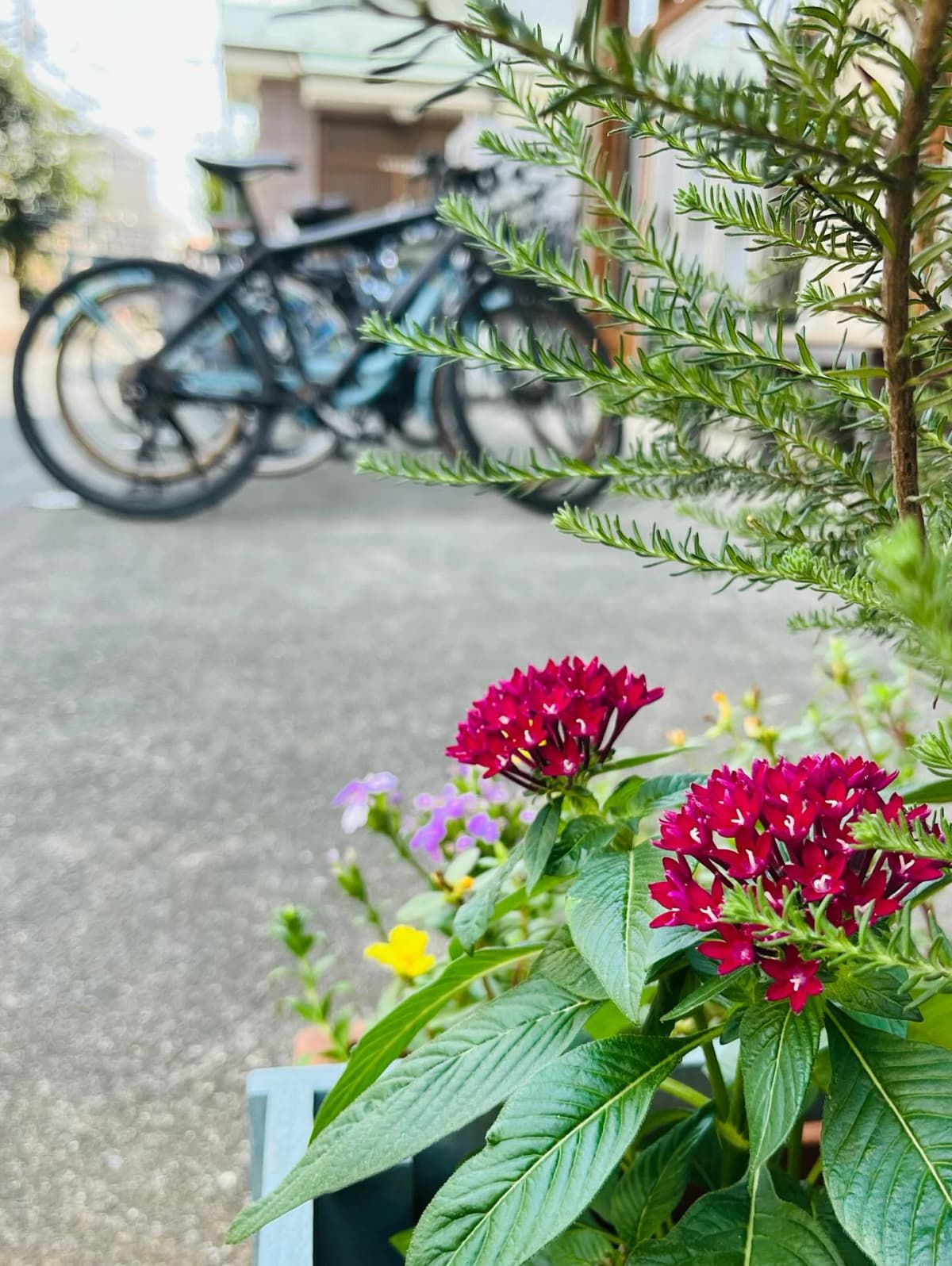 カメロパルダリス ボルダリング 東町教室 画像 25