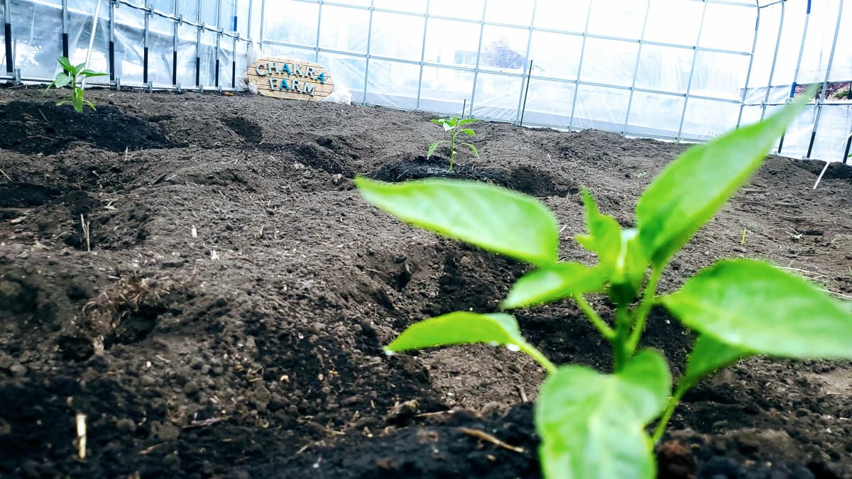 Chakra(チャクラ) キッズヨガ 松陰町教室 画像 36