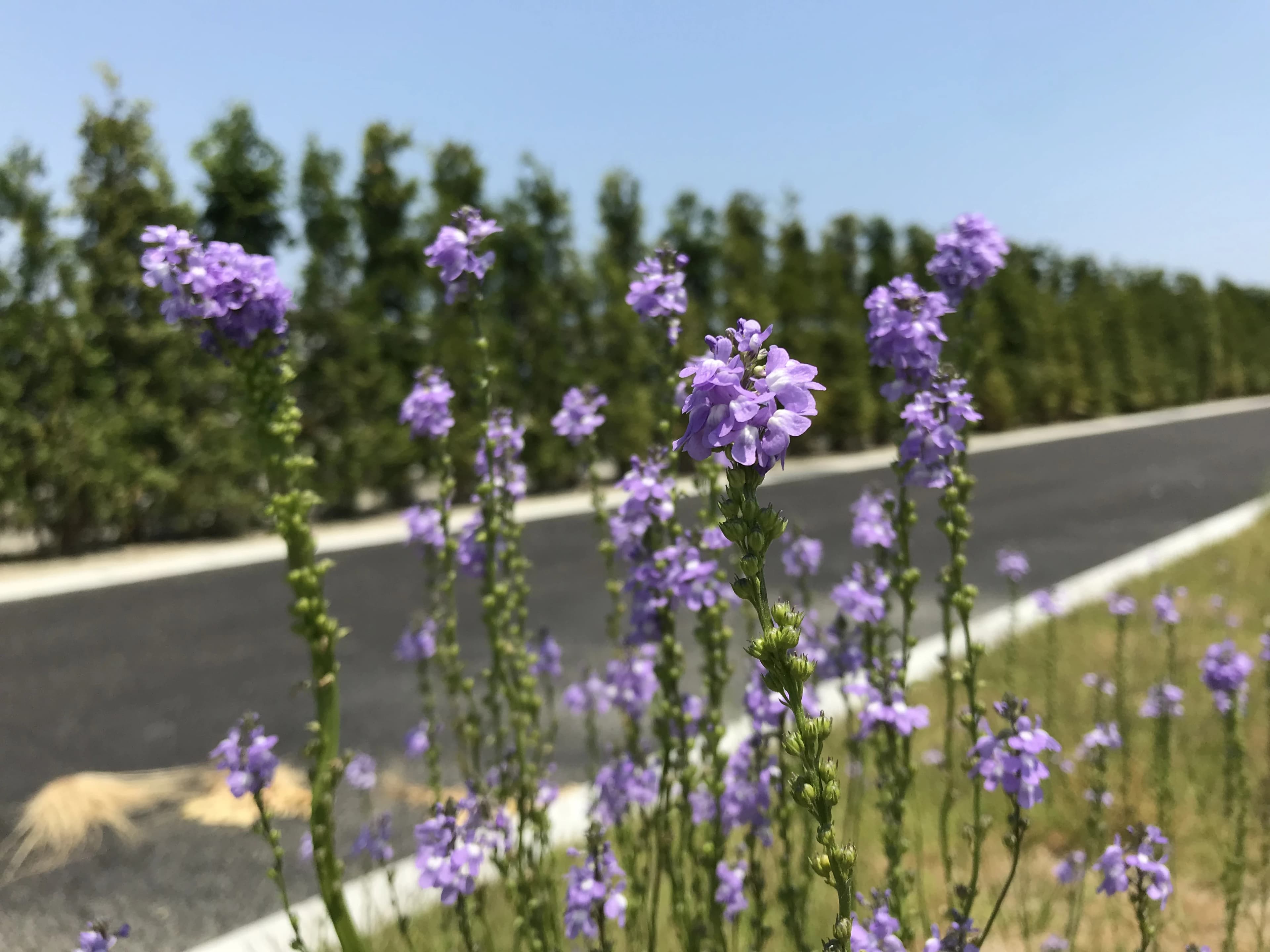 乗馬クラブCRANE(クレイン) 海岸公園馬術場（指定管理者）のサムネイル画像 3