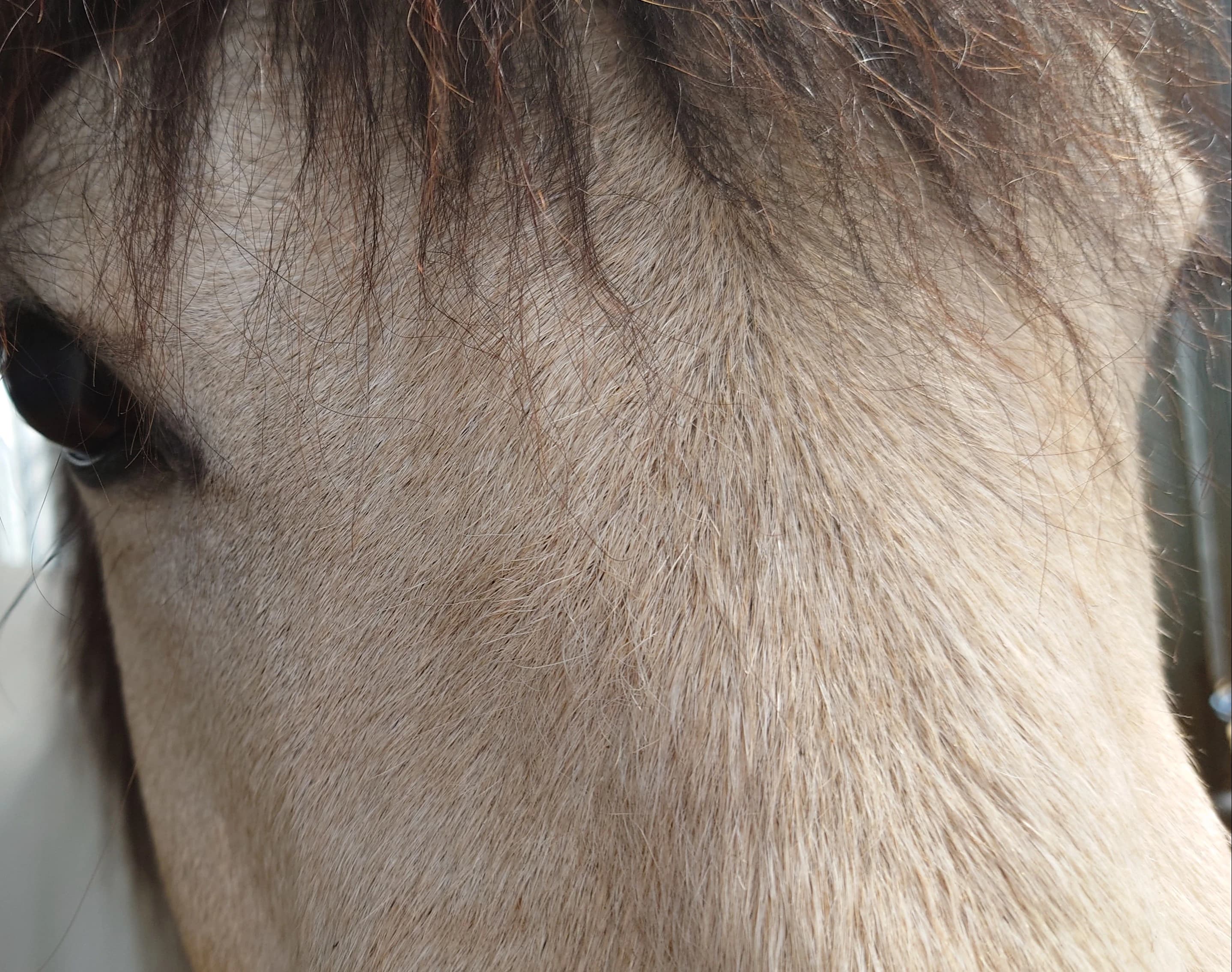 乗馬クラブCRANE(クレイン) 海岸公園馬術場（指定管理者）のサムネイル画像 5