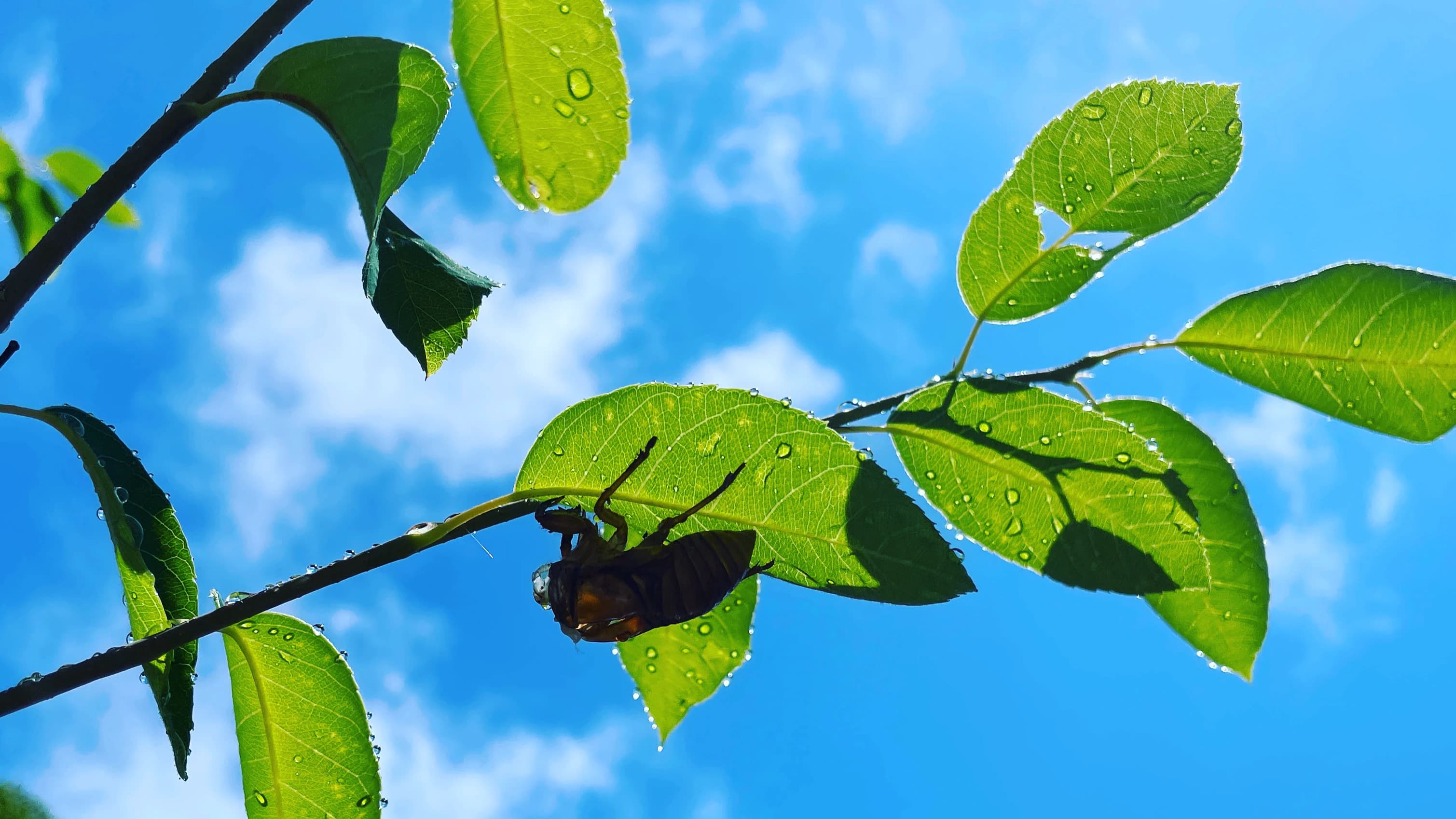 心身統一合気道 大和杜の丘教室のサムネイル画像 3