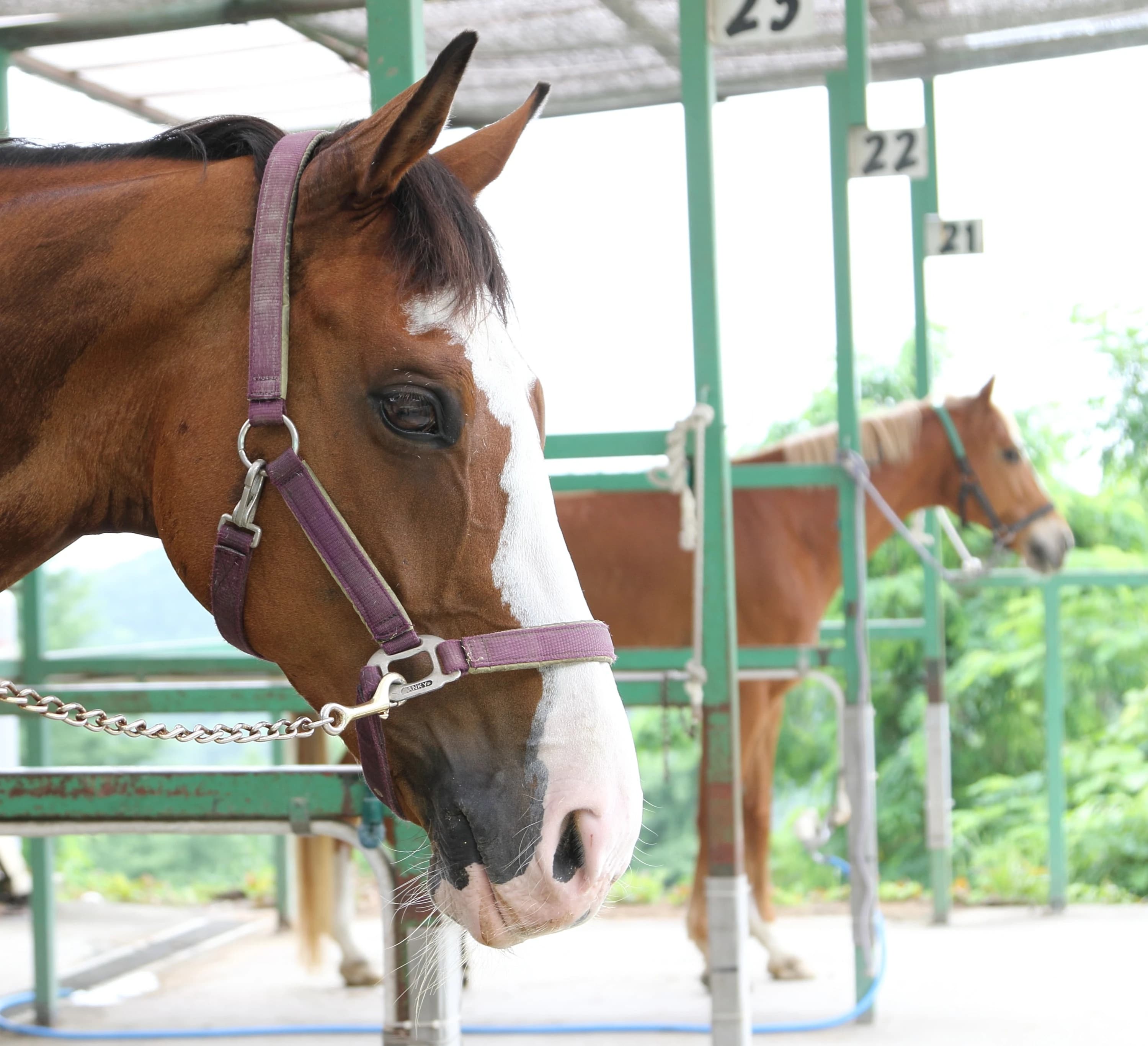 乗馬クラブCRANE(クレイン) 乗馬クラブ クレイン神奈川のサムネイル画像 2