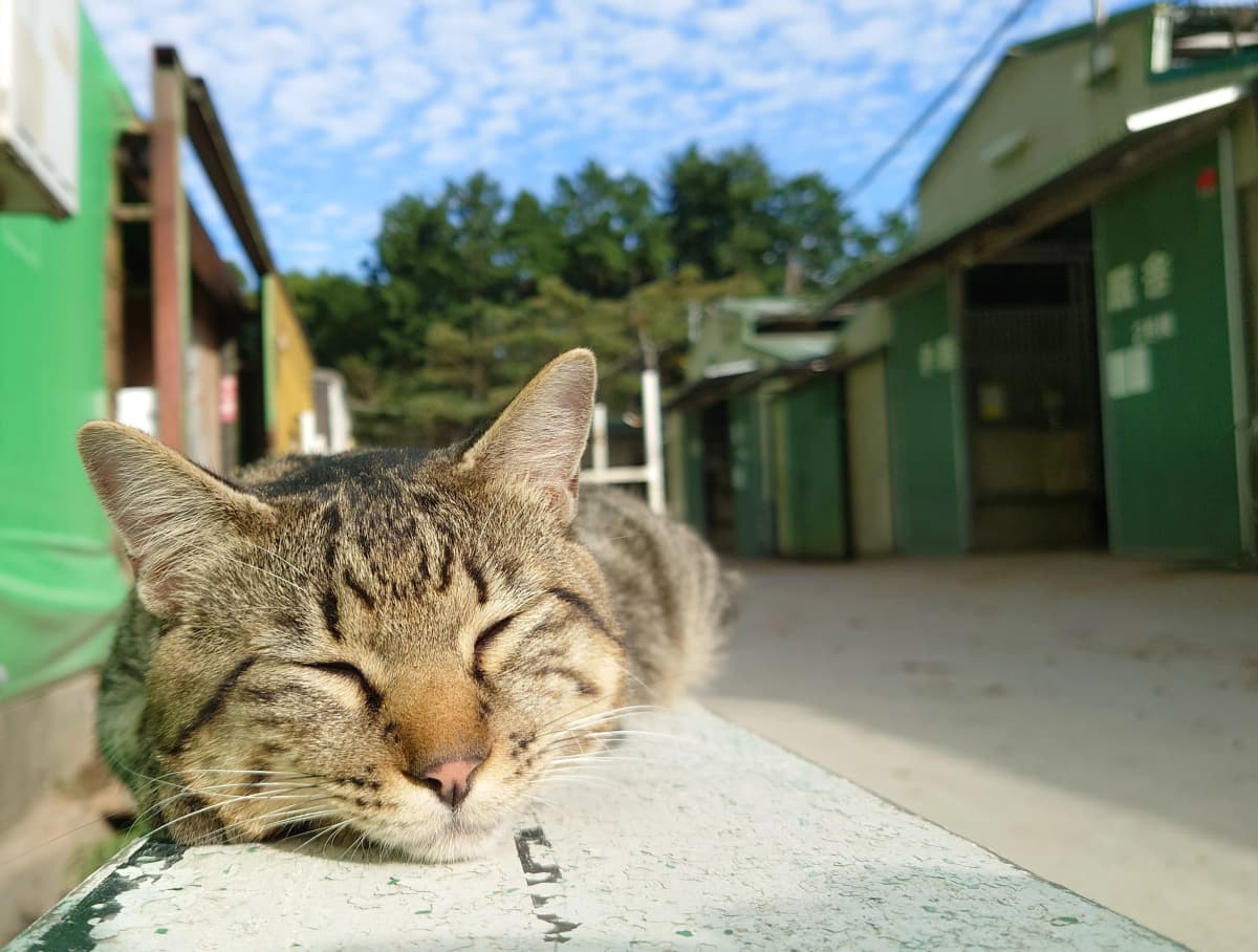 乗馬クラブCRANE(クレイン) 乗馬クラブ クレイン神奈川のサムネイル画像 3