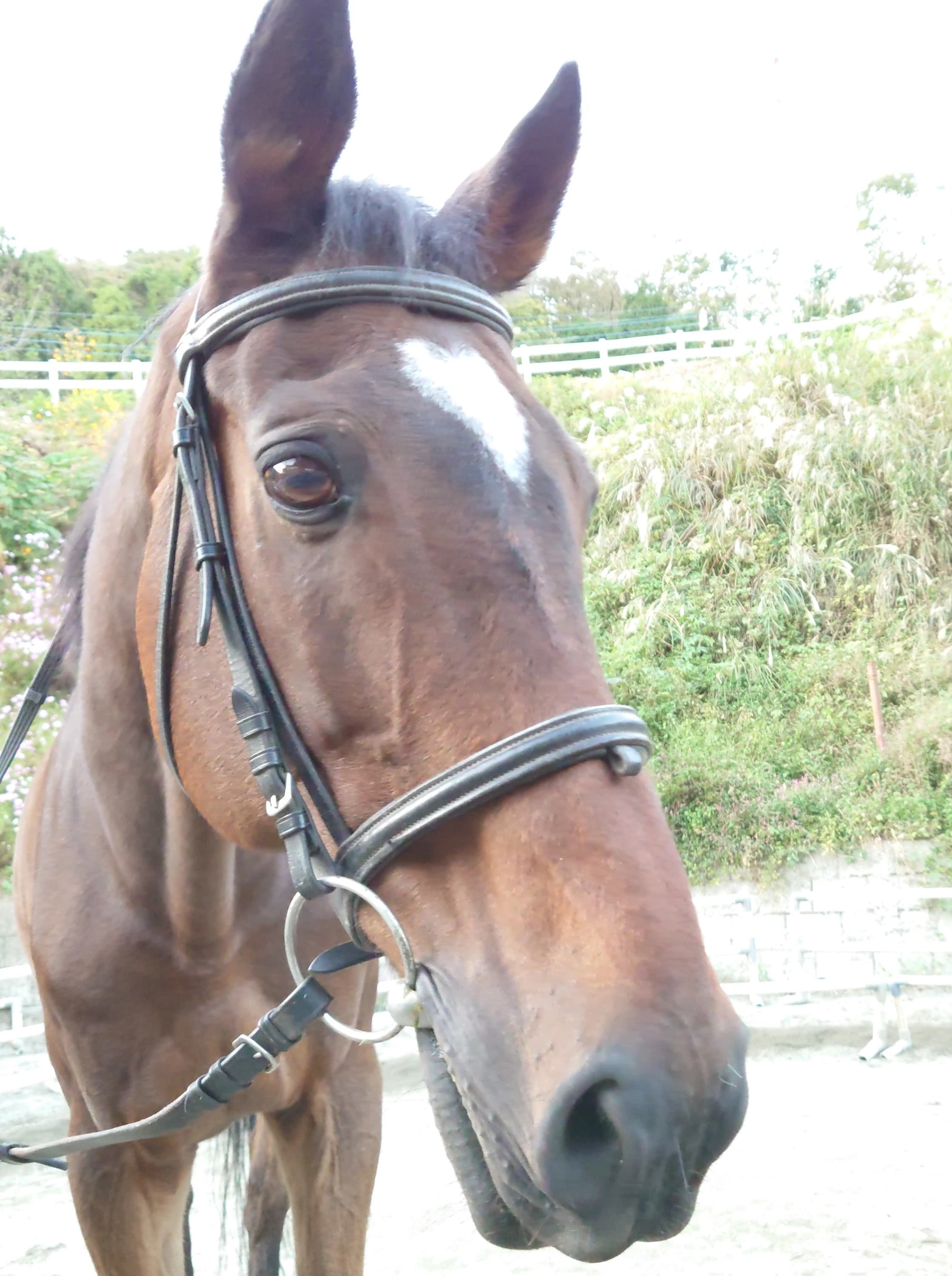 乗馬クラブCRANE(クレイン) 乗馬クラブ クレイン神奈川のサムネイル画像 4