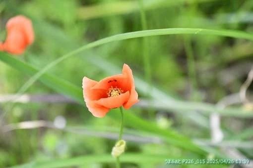 OISO乗馬クラブ 寺坂教室のサムネイル画像 4