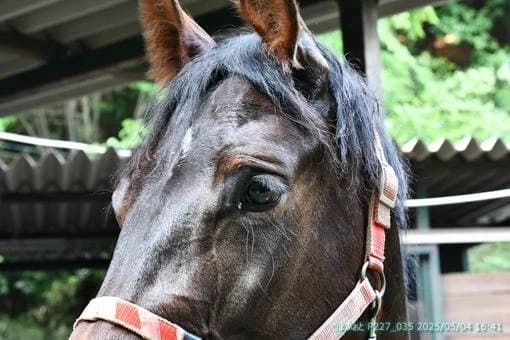 OISO乗馬クラブ 寺坂教室のサムネイル画像 3