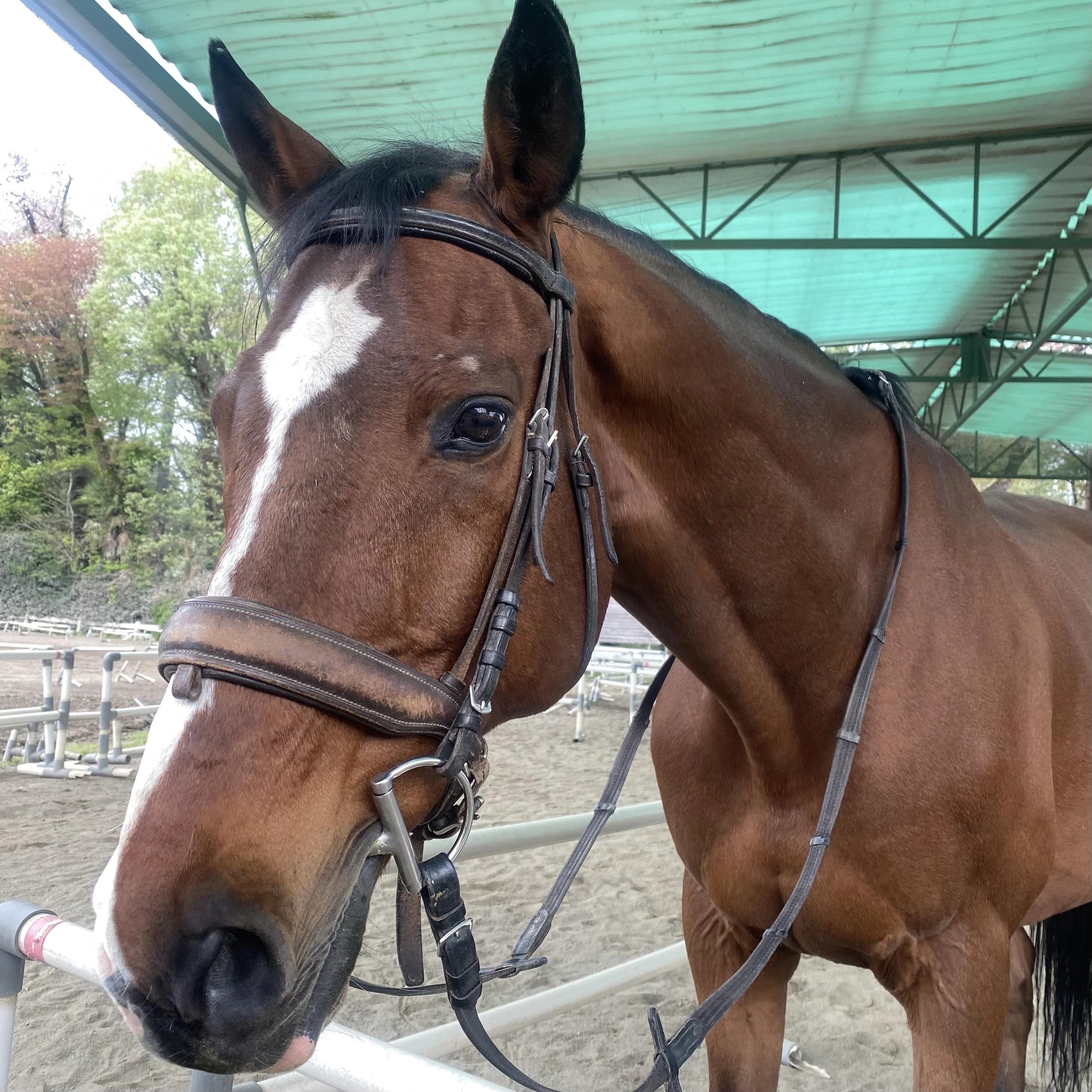 乗馬クラブCRANE(クレイン) SRC狭山乗馬センターのサムネイル画像 3