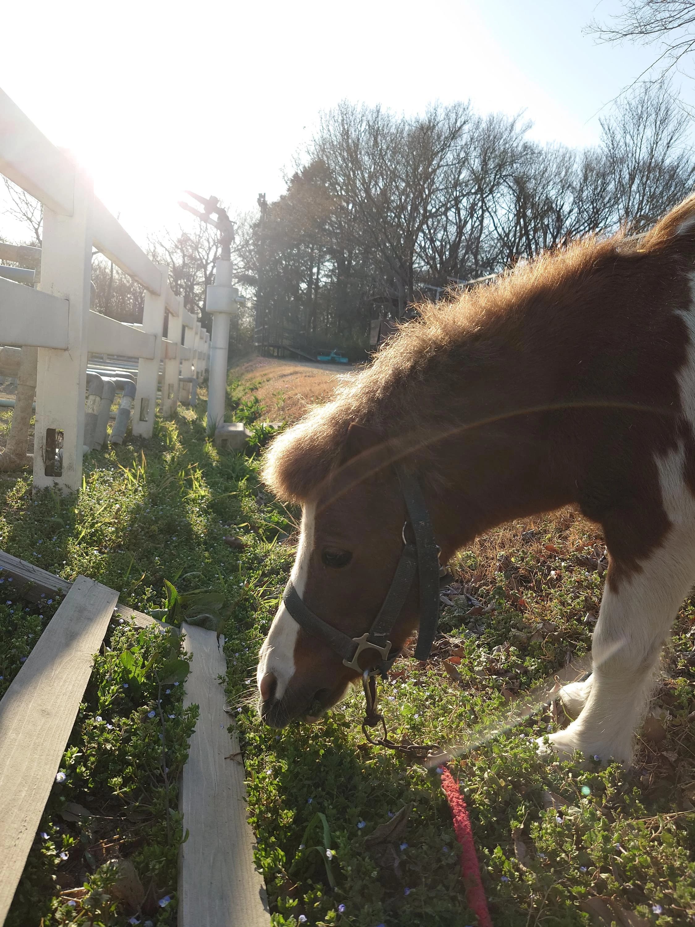 乗馬クラブCRANE(クレイン) 乗馬クラブ クレイン伊奈のサムネイル画像 2