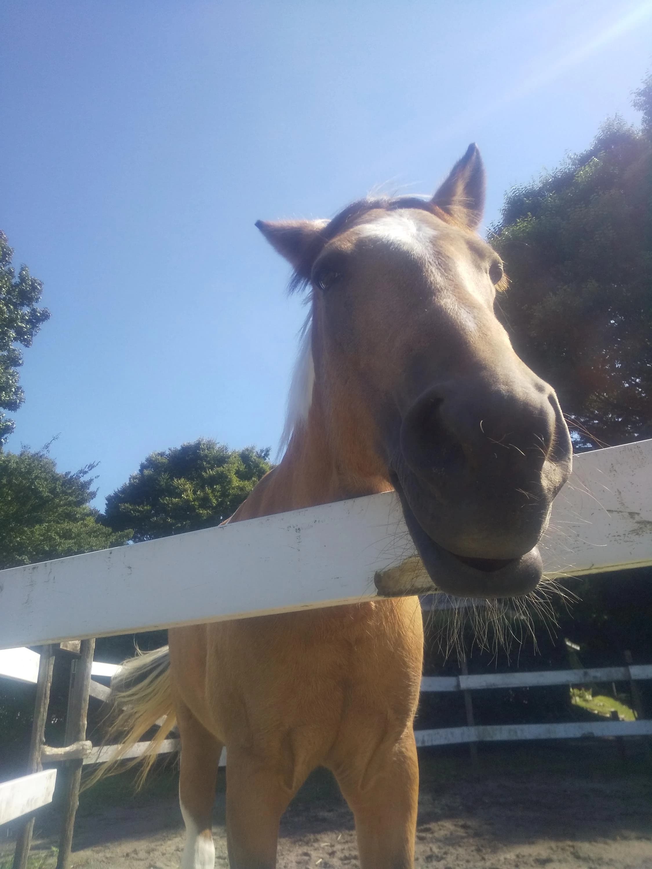 乗馬クラブCRANE(クレイン) 乗馬クラブ クレイン伊奈のサムネイル画像 4