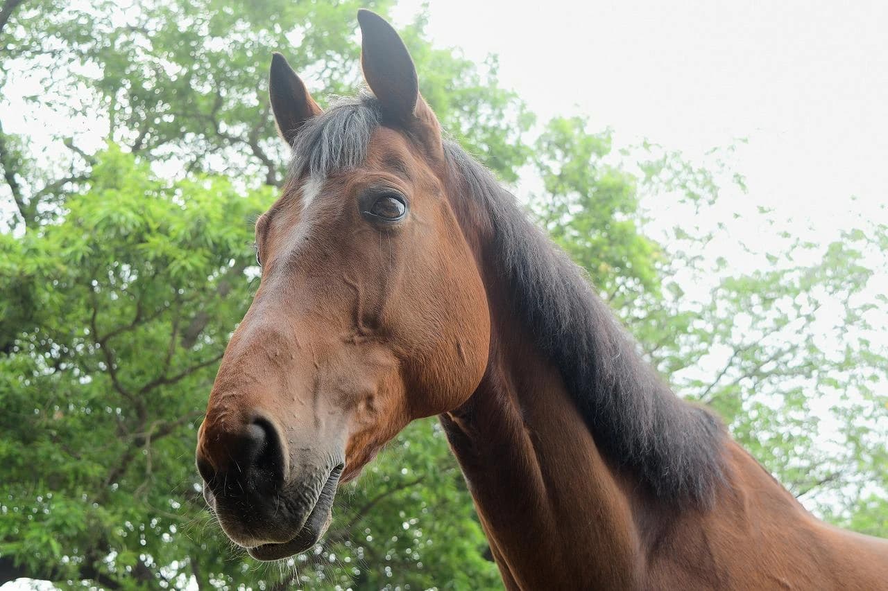 乗馬クラブCRANE(クレイン) 乗馬クラブ クレイン千葉 富里のサムネイル画像 4