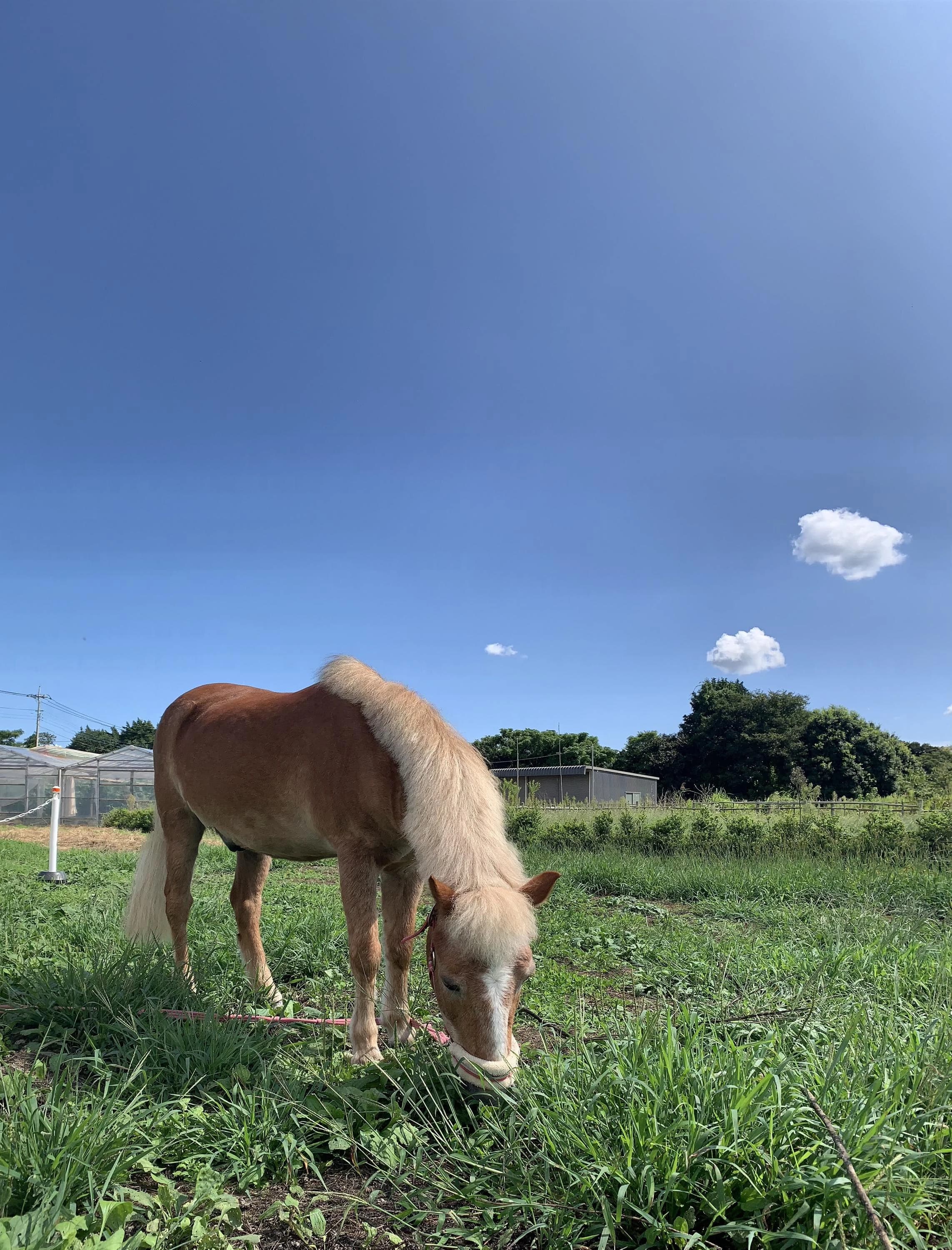 乗馬クラブCRANE(クレイン) 竜ヶ崎のサムネイル画像 2