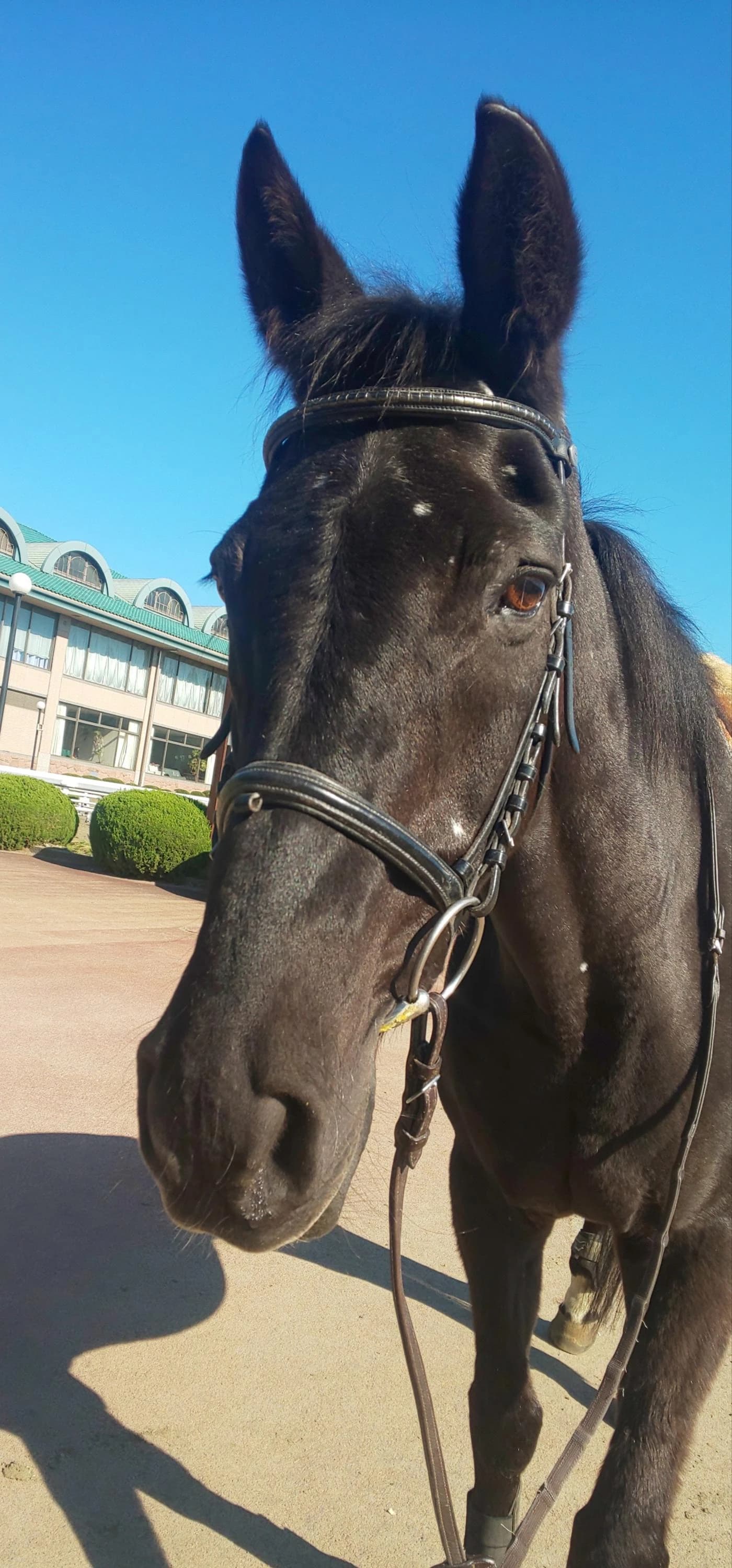 乗馬クラブCRANE(クレイン) 乗馬クラブ クレイン栃木のサムネイル画像 5