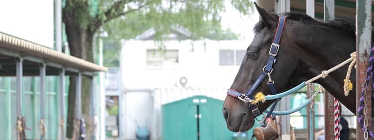 乗馬クラブCRANE(クレイン) TRC乗馬クラブ高崎のメイン画像