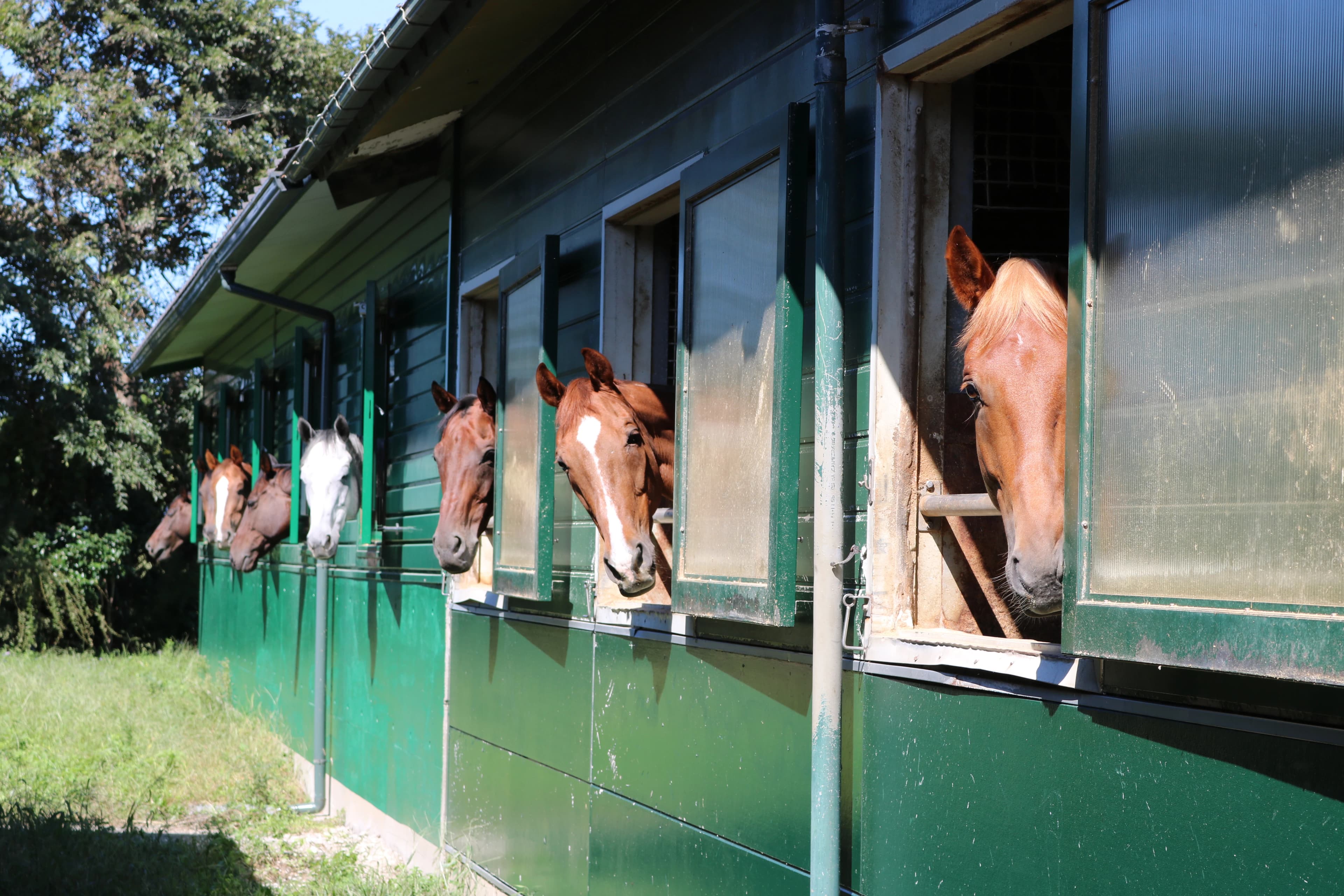 乗馬クラブCRANE(クレイン) ヴィテン乗馬クラブ・クレイン金沢のサムネイル画像 2