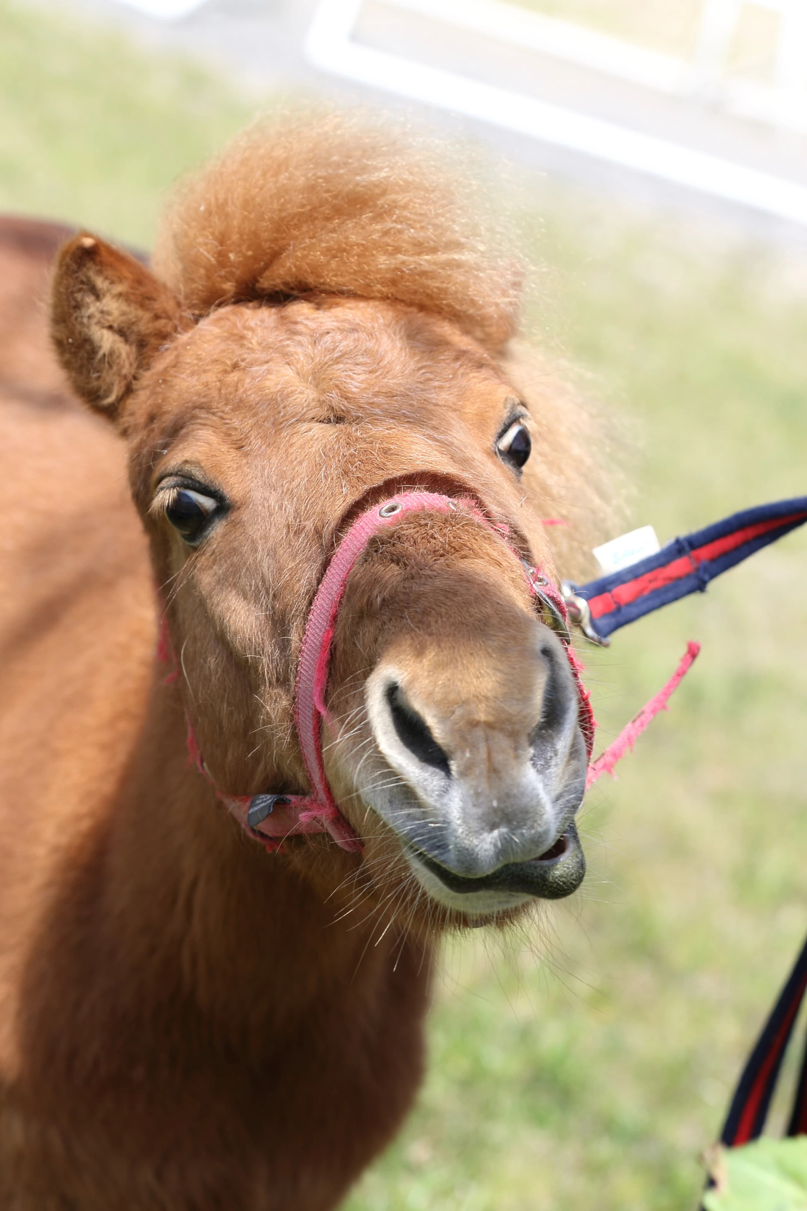乗馬クラブCRANE(クレイン) HAS浜松乗馬クラブのサムネイル画像 3