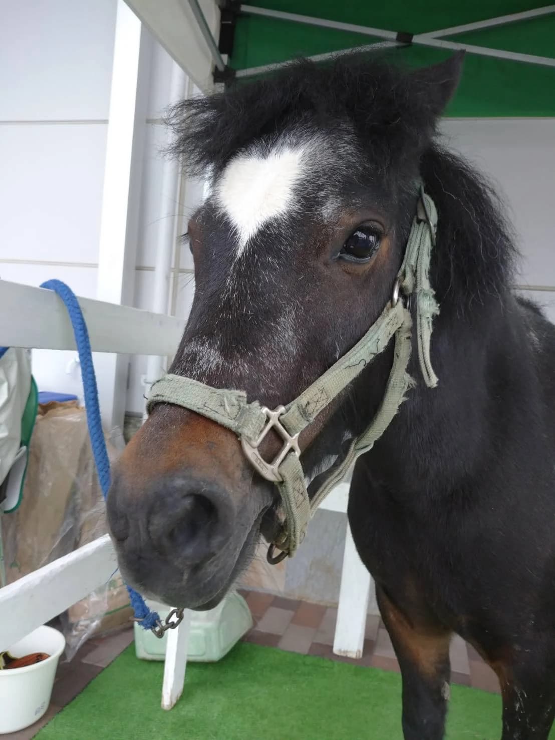 乗馬クラブCRANE(クレイン) 乗馬クラブ クレイン大阪のサムネイル画像 5