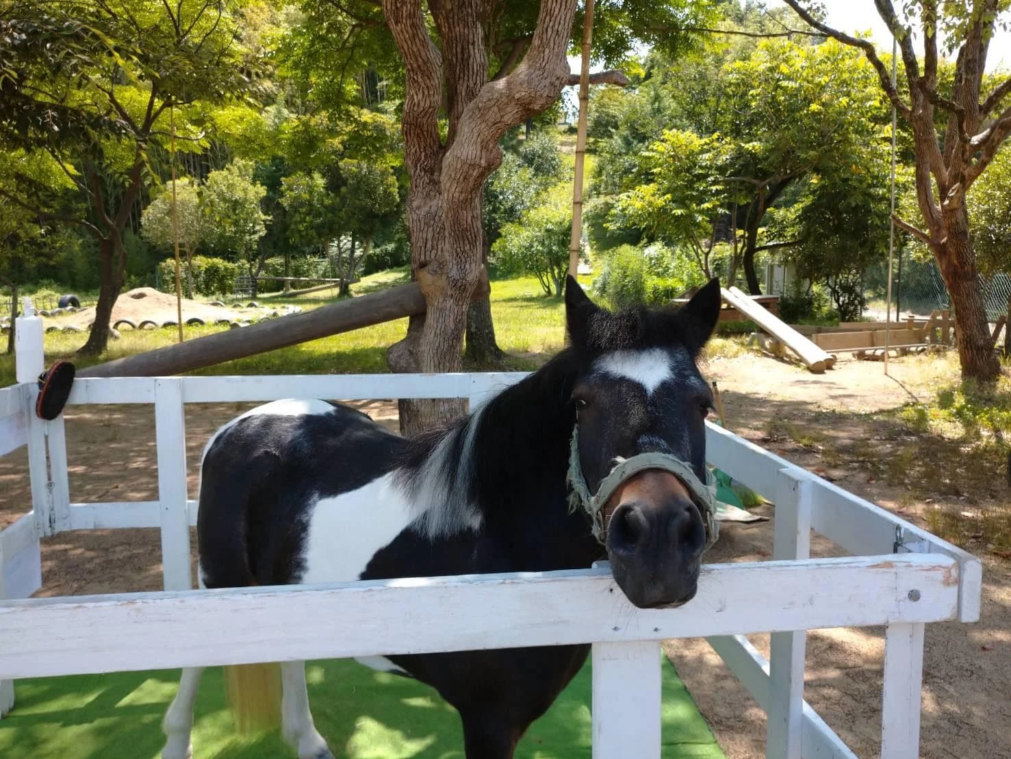 乗馬クラブCRANE(クレイン) 乗馬クラブ クレイン大阪のメイン画像