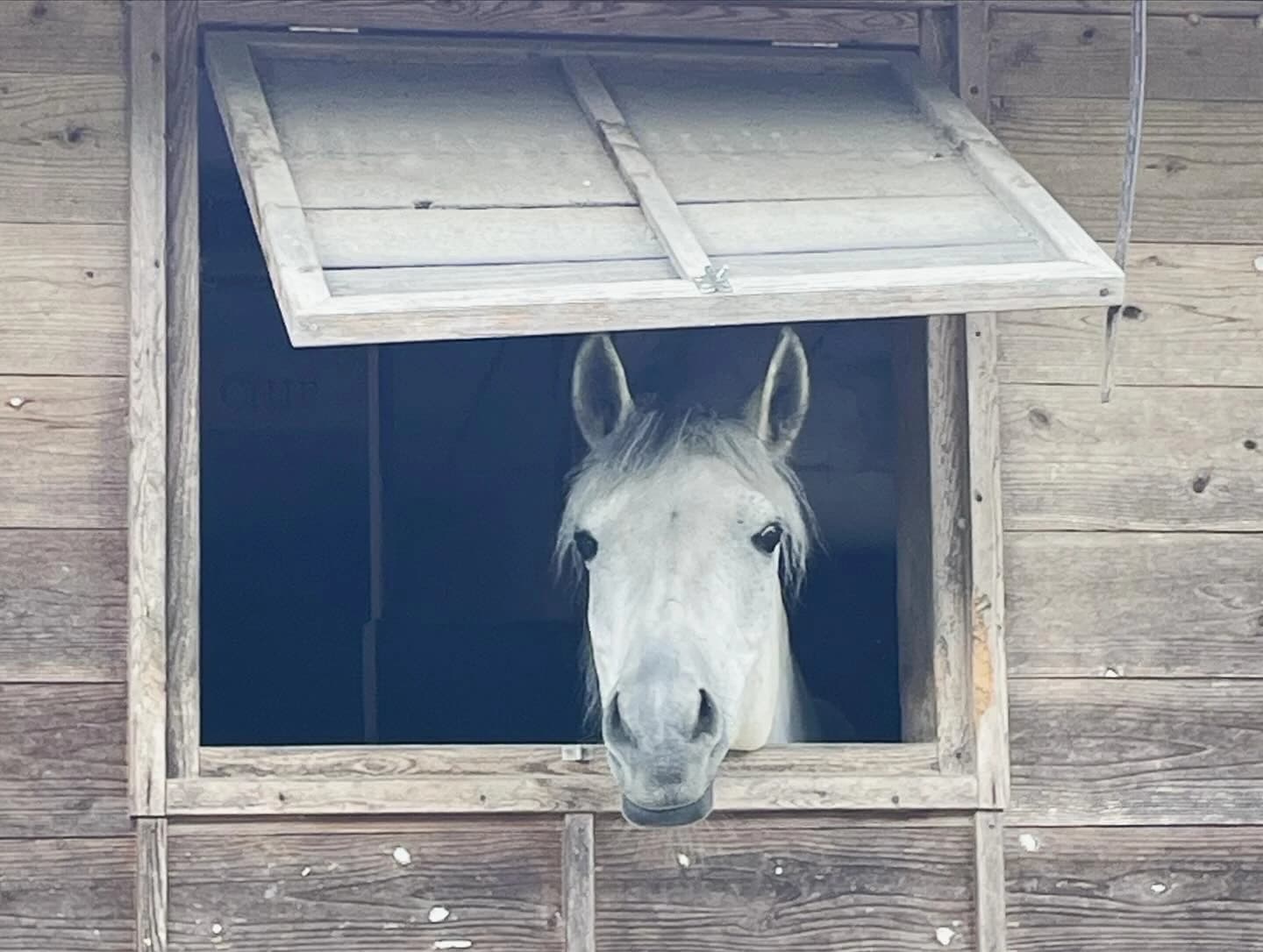 TANIMOTO HORSE RANCH(タニモトホースランチ) 乗馬 京丹波町教室のサムネイル画像 2