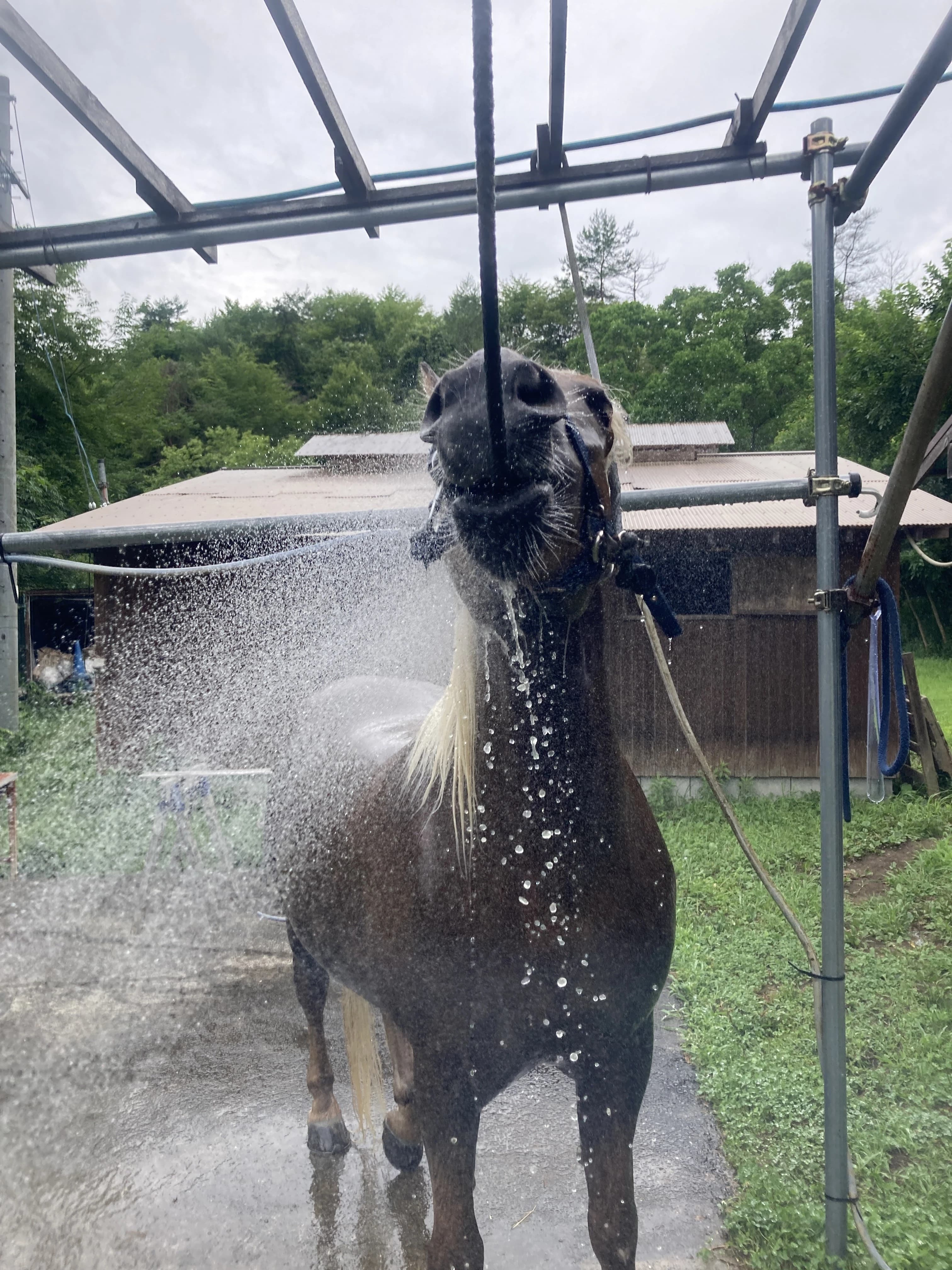 TANIMOTO HORSE RANCH(タニモトホースランチ) 乗馬 京丹波町教室のサムネイル画像 3