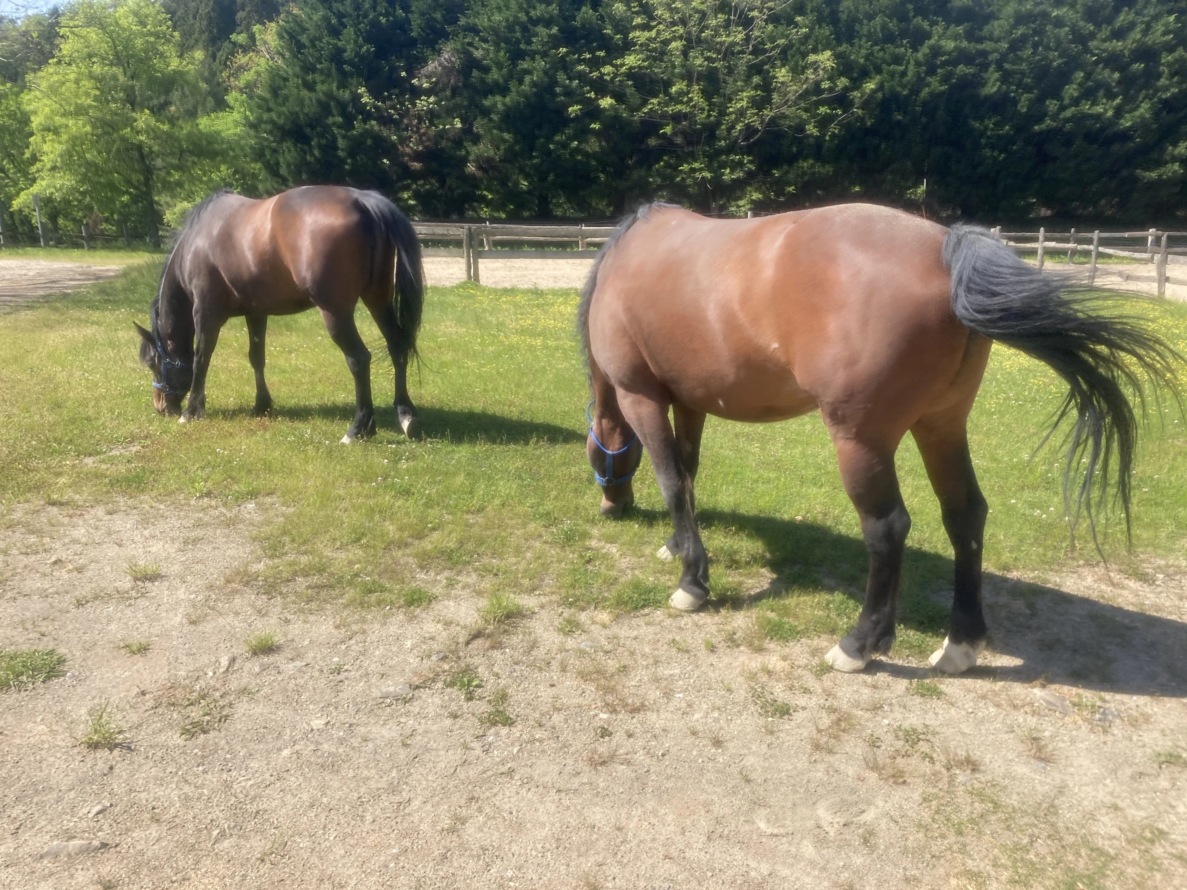 TANIMOTO HORSE RANCH(タニモトホースランチ) 乗馬 京丹波町教室のサムネイル画像 4