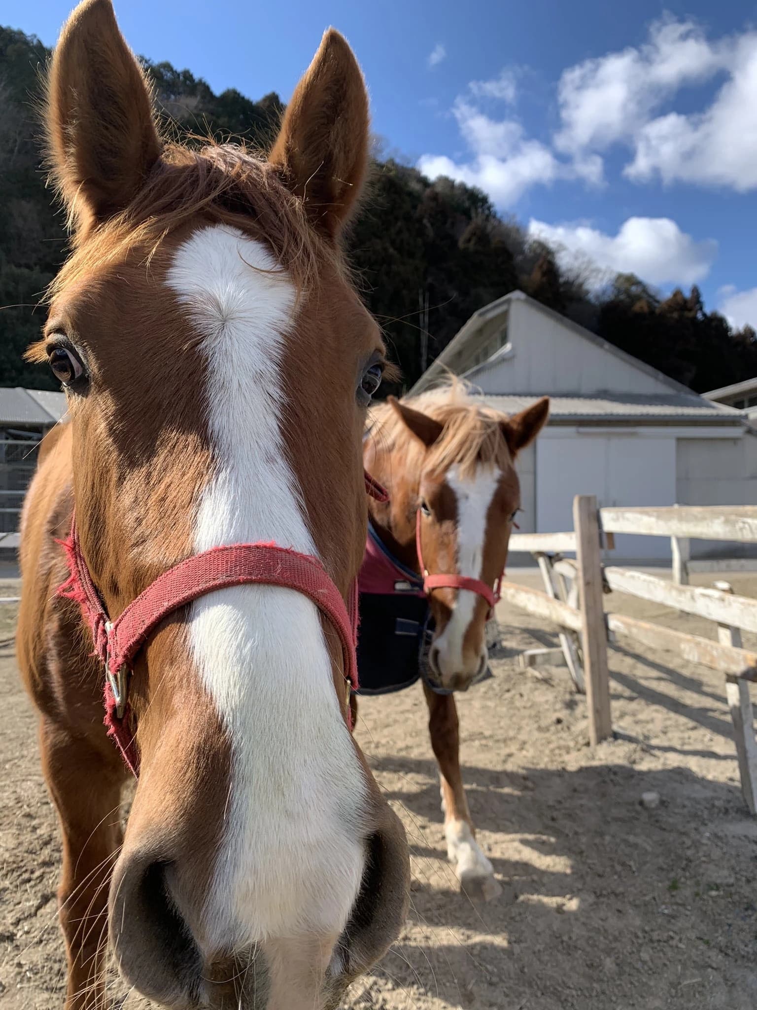 水口乗馬クラブ 水口町教室のサムネイル画像 2