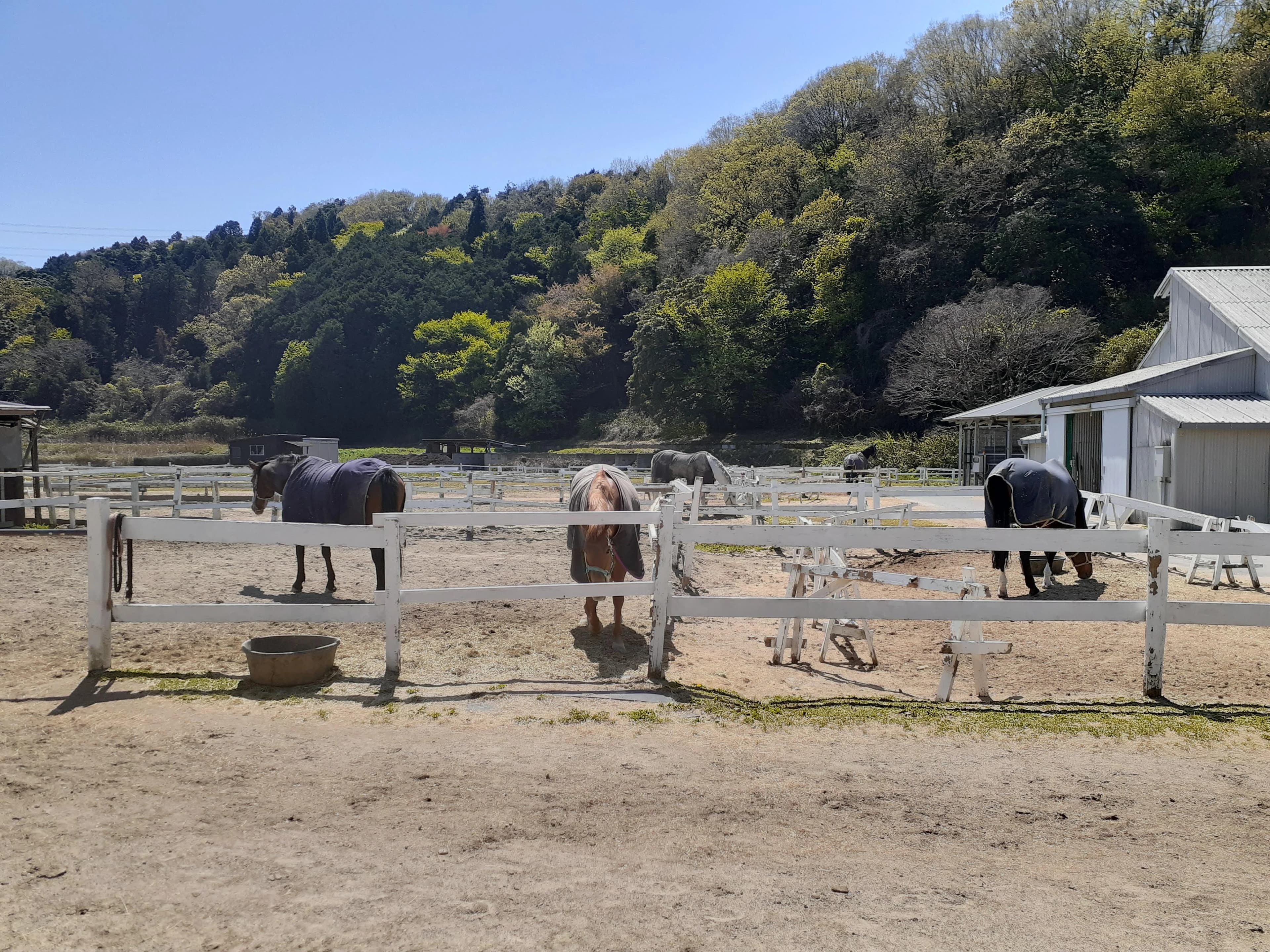 水口乗馬クラブ 水口町教室のサムネイル画像 5