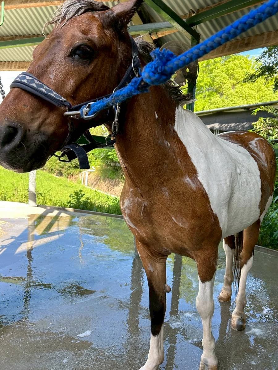 乗馬クラブCRANE(クレイン) 両備乗馬クラブ・クレイン岡山 画像 17