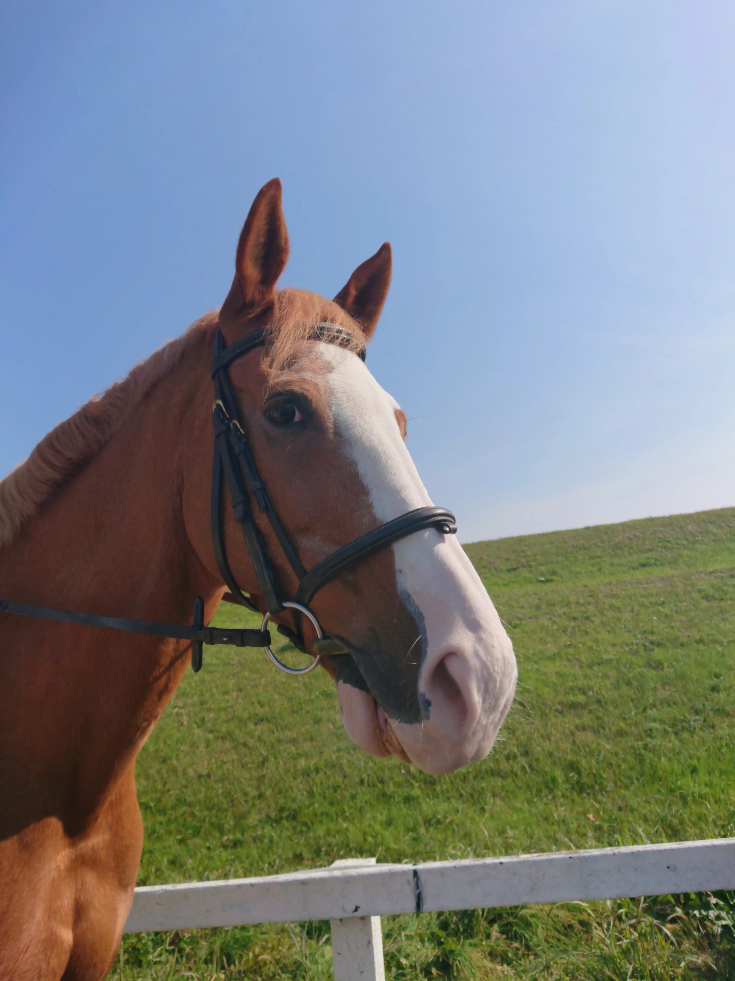 乗馬クラブCRANE(クレイン) 両備乗馬クラブ・クレイン岡山のサムネイル画像 2