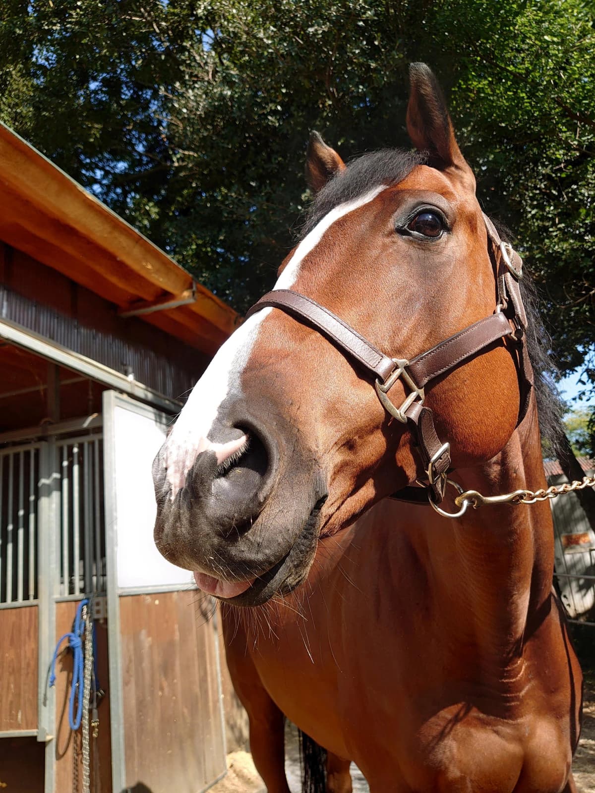 乗馬クラブCRANE(クレイン) 両備乗馬クラブ・クレイン岡山 画像 19