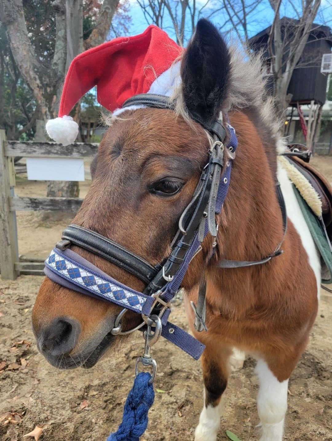 乗馬クラブCRANE(クレイン) 両備乗馬クラブ・クレイン岡山 画像 20