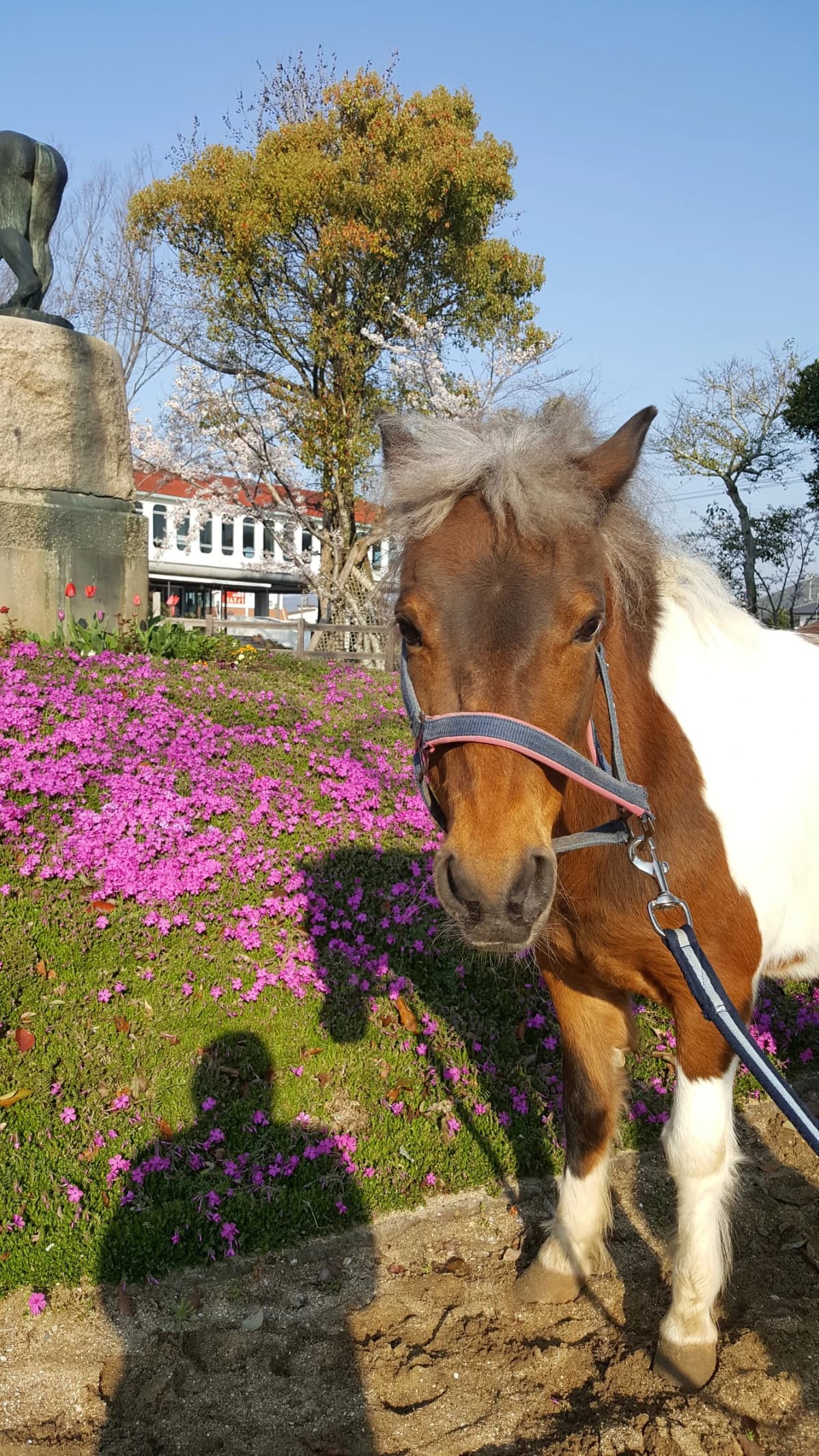 乗馬クラブCRANE(クレイン) 両備乗馬クラブ・クレイン岡山 画像 21