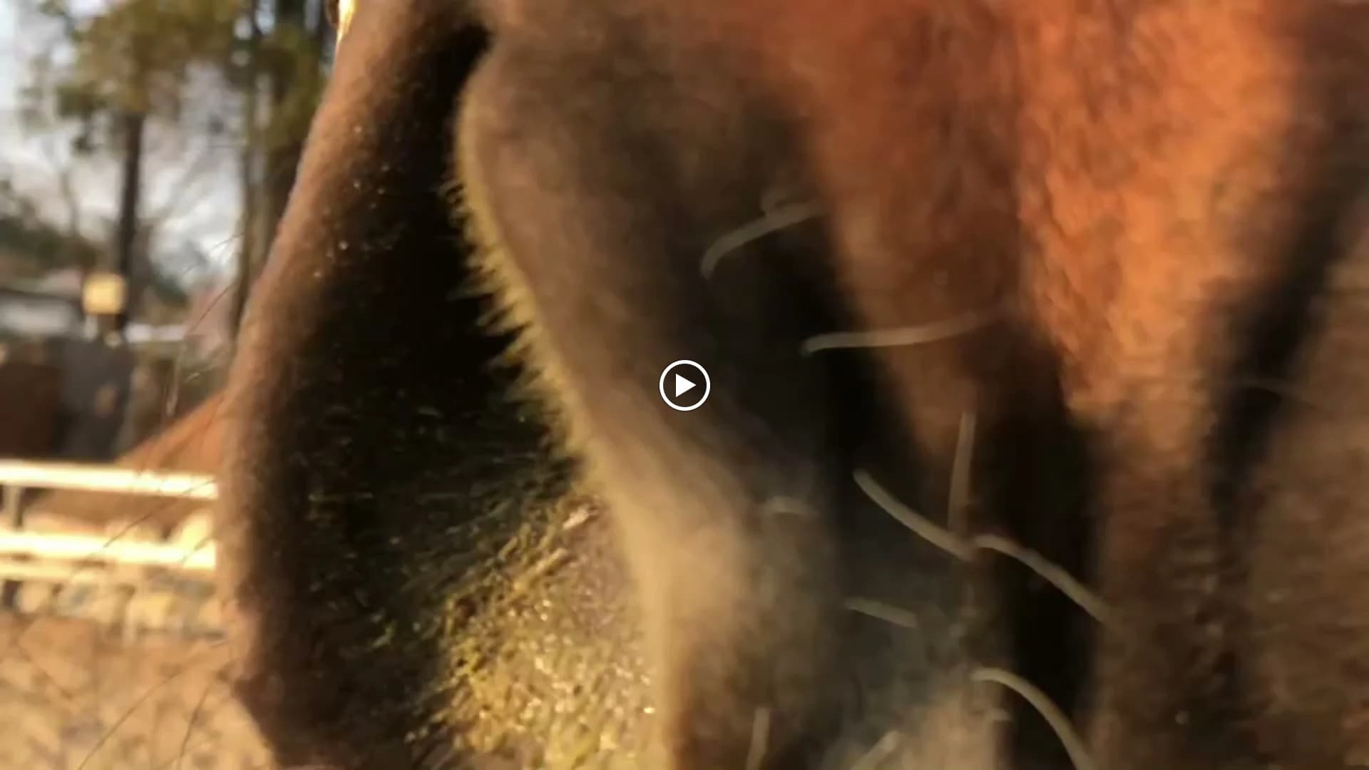 乗馬クラブCRANE(クレイン) 乗馬クラブクレイン東広島のサムネイル画像 2