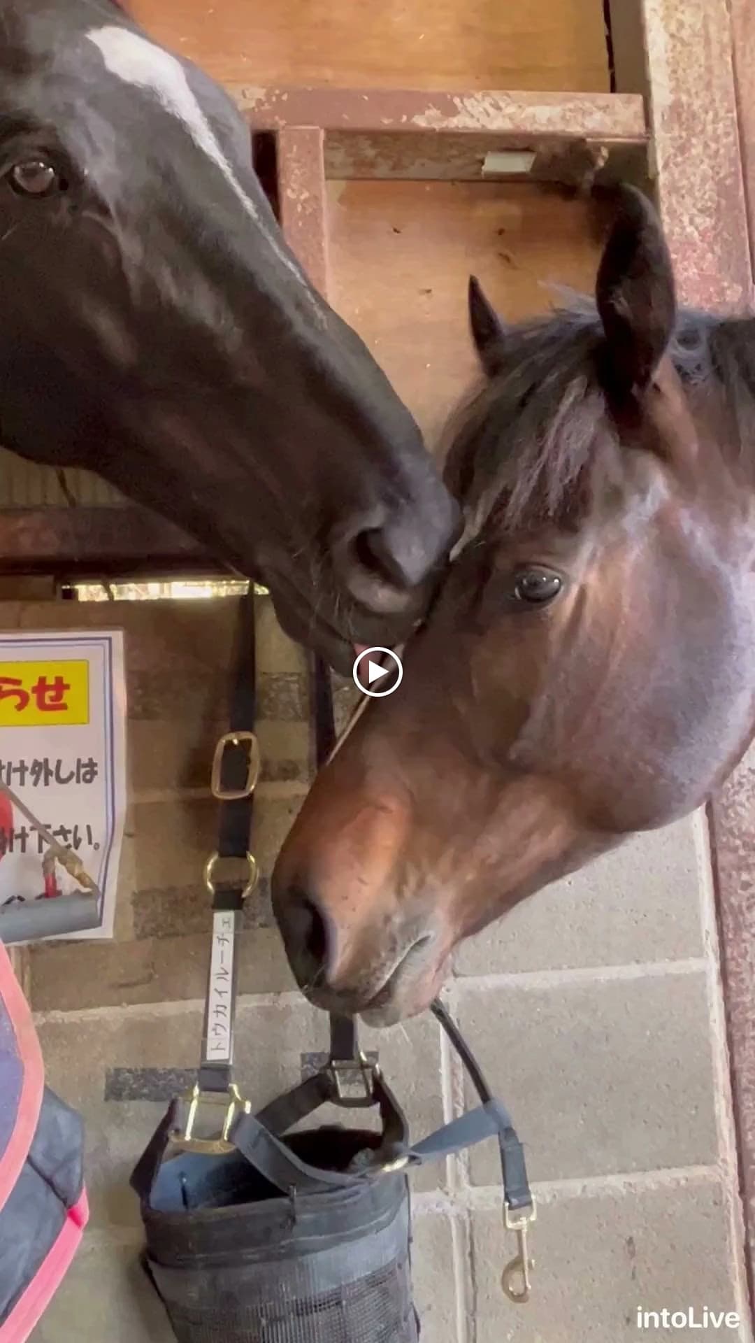 乗馬クラブCRANE(クレイン) 乗馬クラブ クレイン多々良のサムネイル画像 4