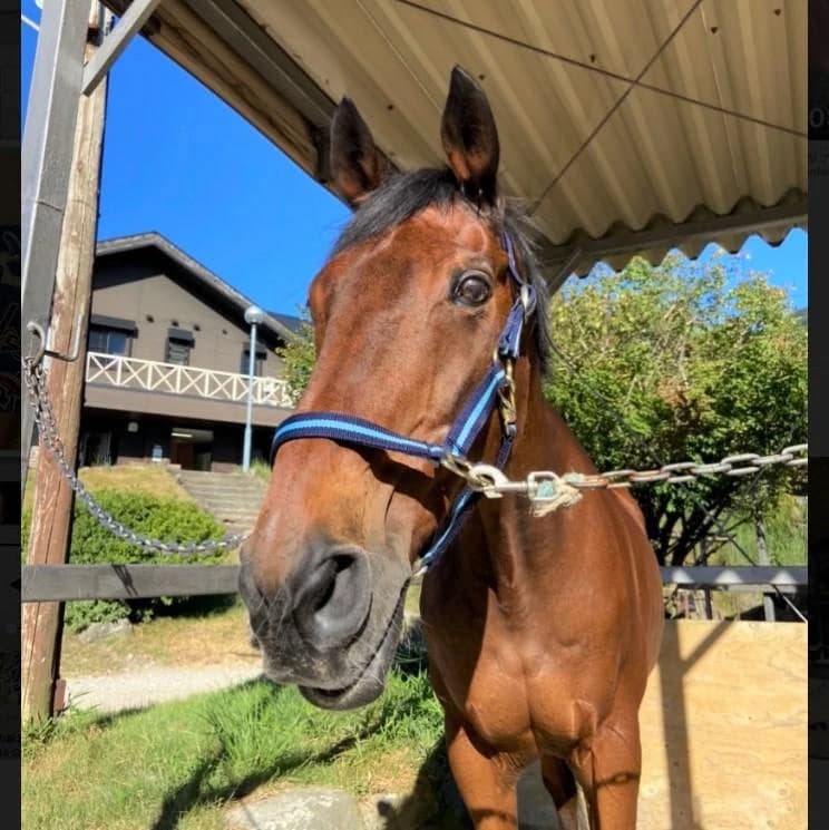 乗馬クラブCRANE(クレイン) 乗馬クラブ クレイン湯布院のサムネイル画像 3